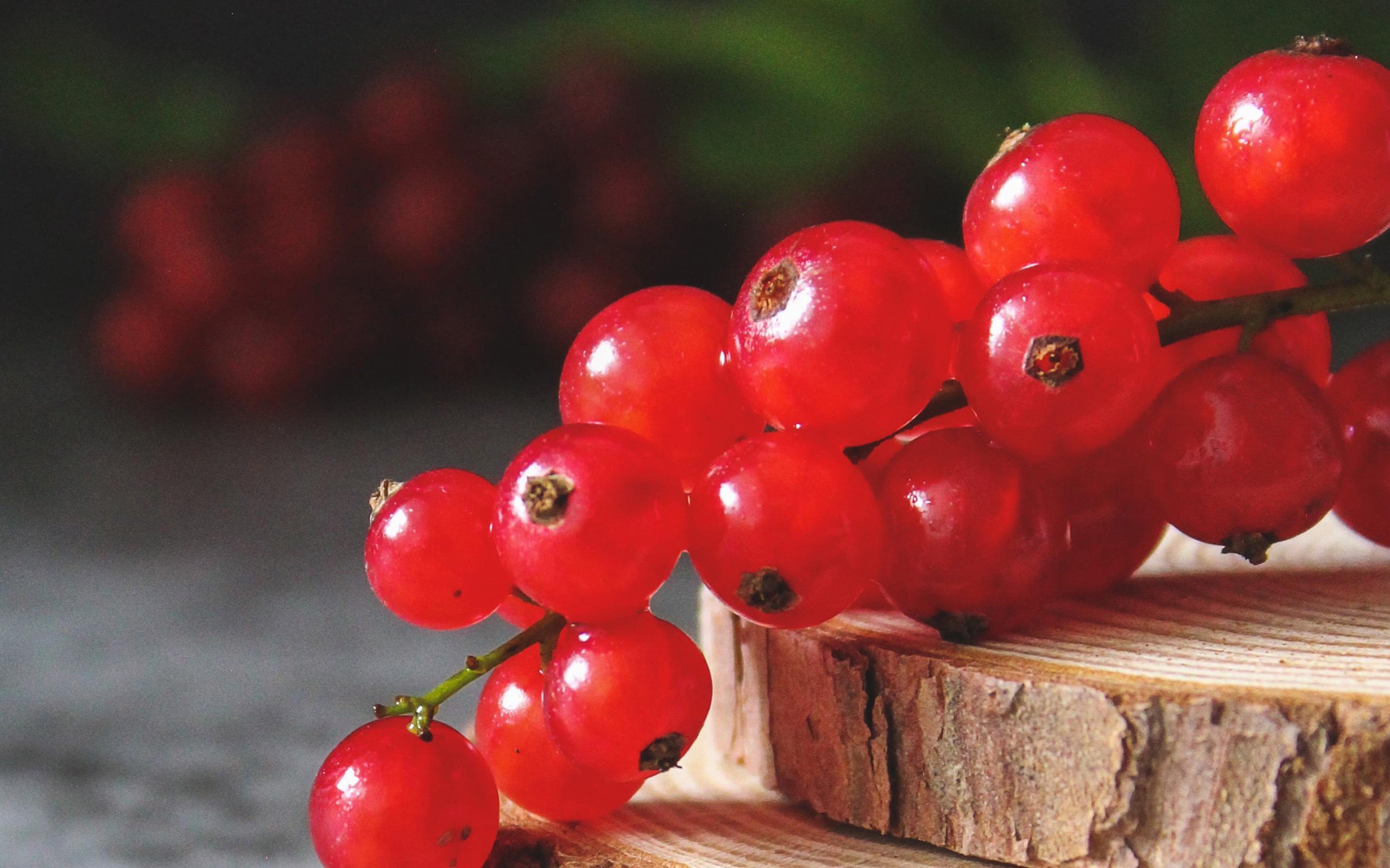 静物写真 红醋栗 红色 静物