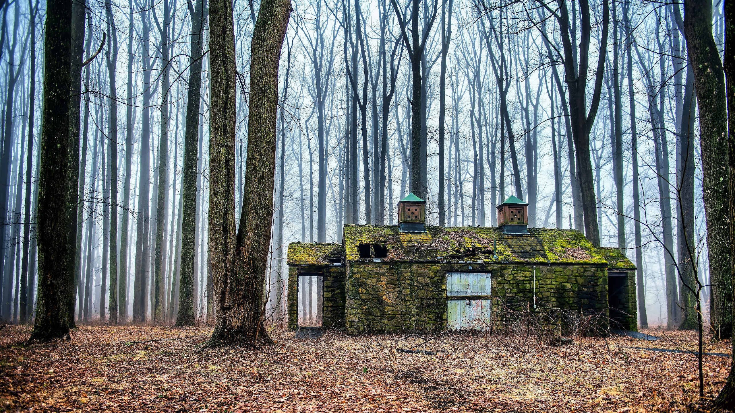 秋意正浓 小屋 落叶 树林
