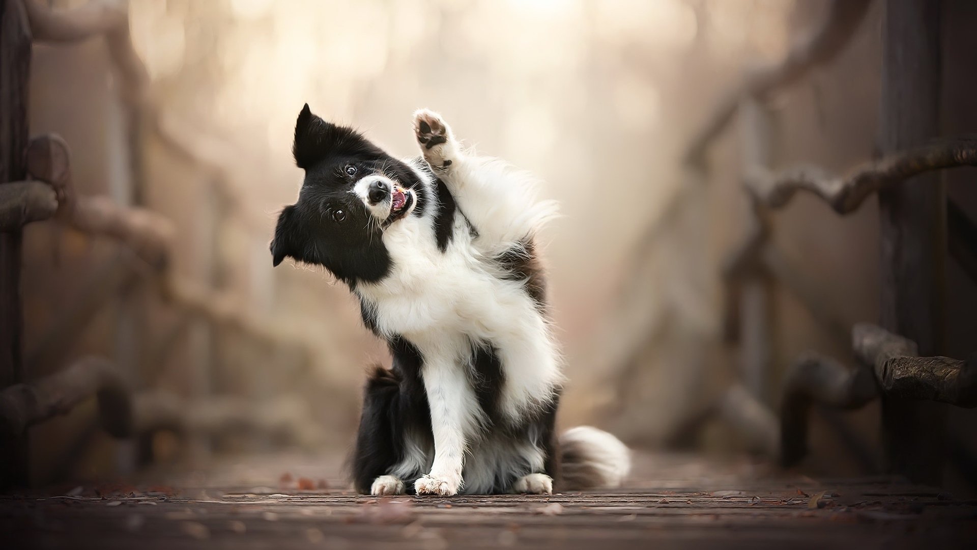 汪星人 招手 可爱