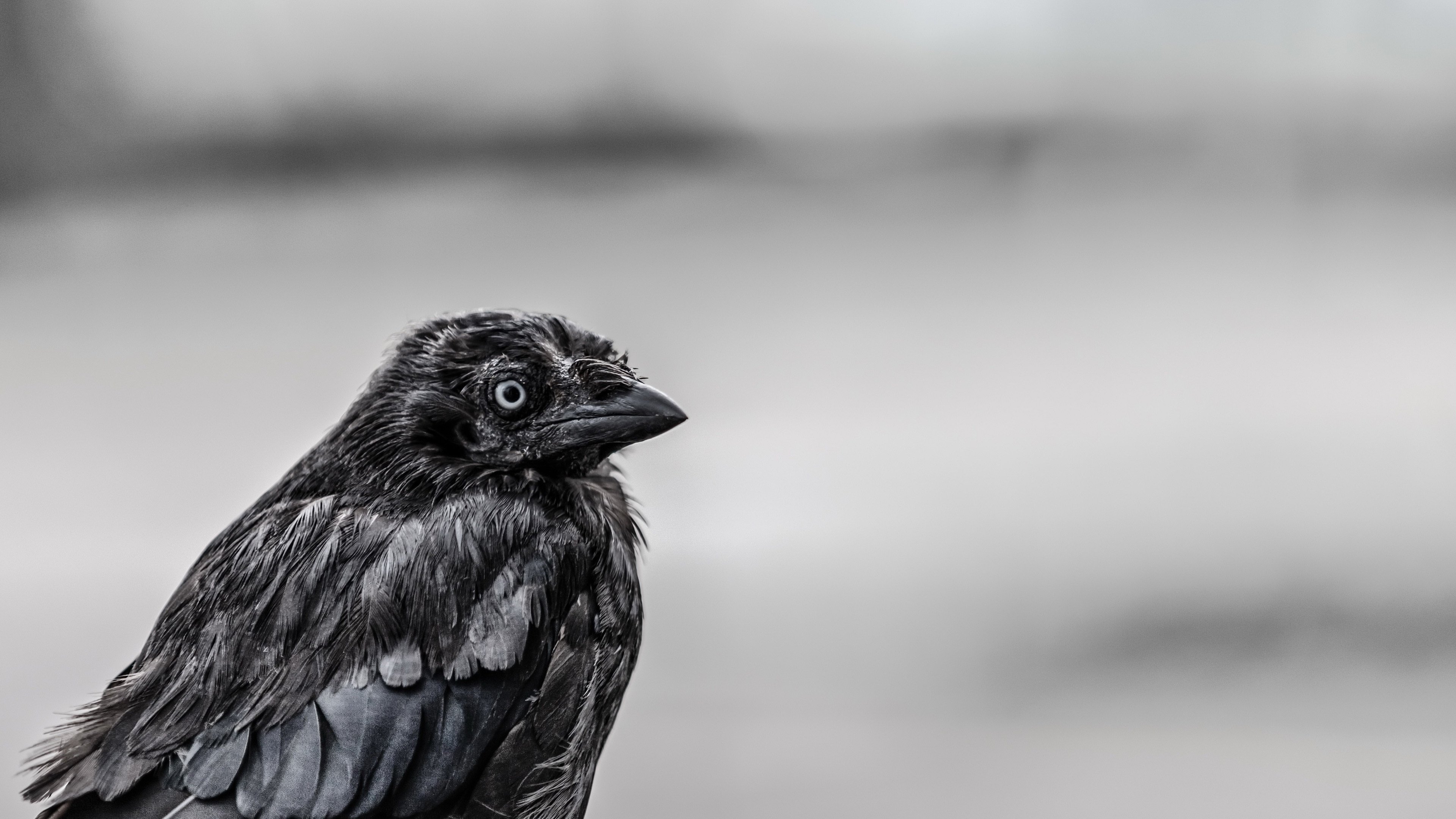 小鸟天地 乌鸦 黑色小鸟