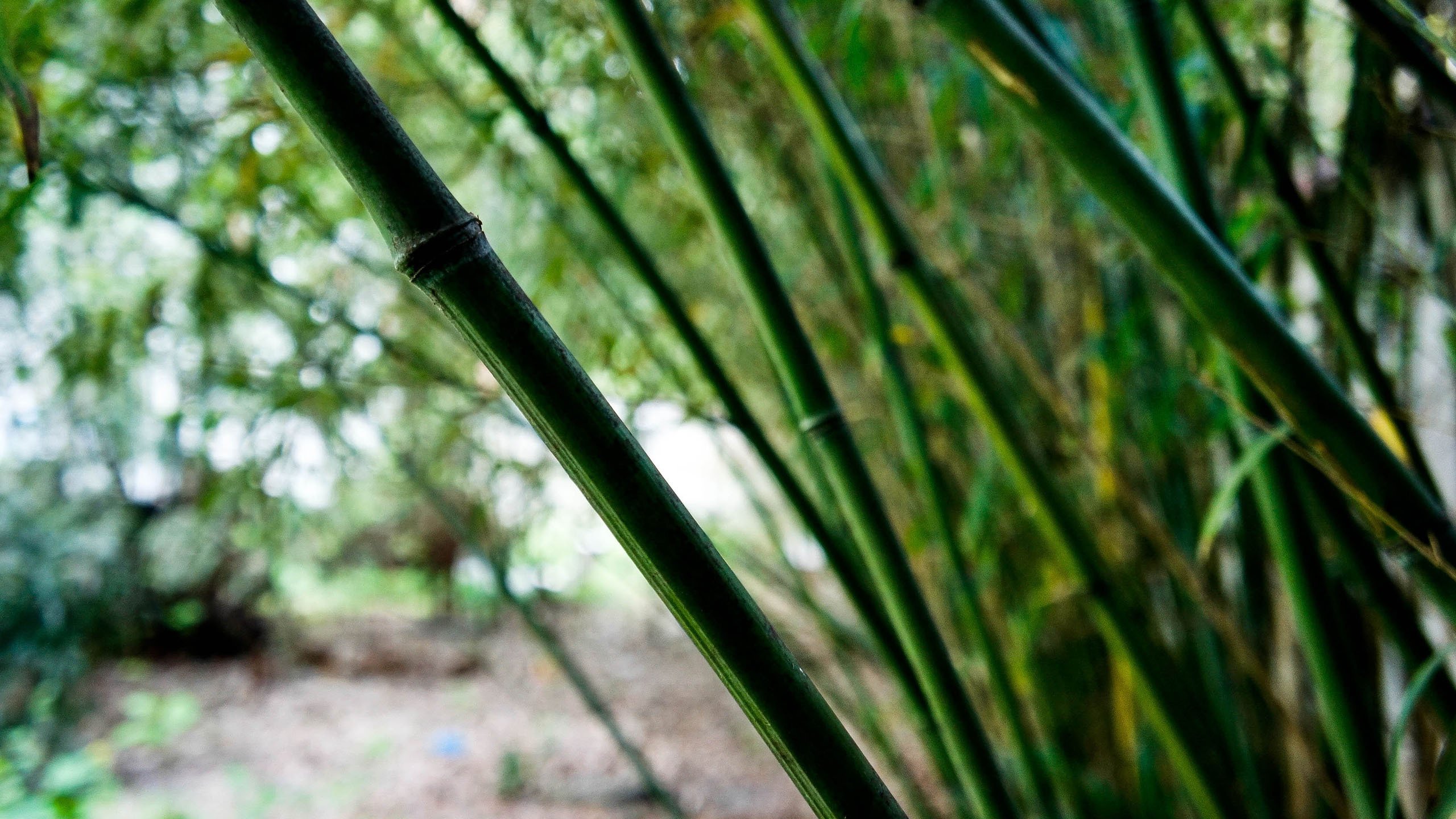 炎炎夏日 竹林 翠竹 青翠 郊外