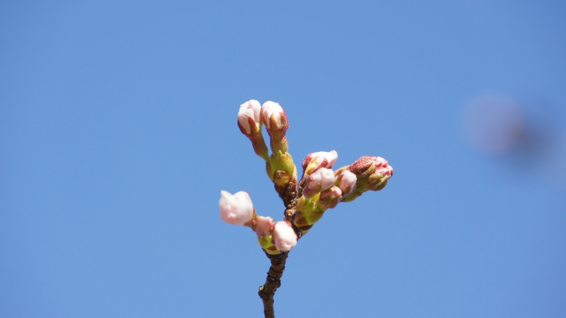 植物 梅花 春天