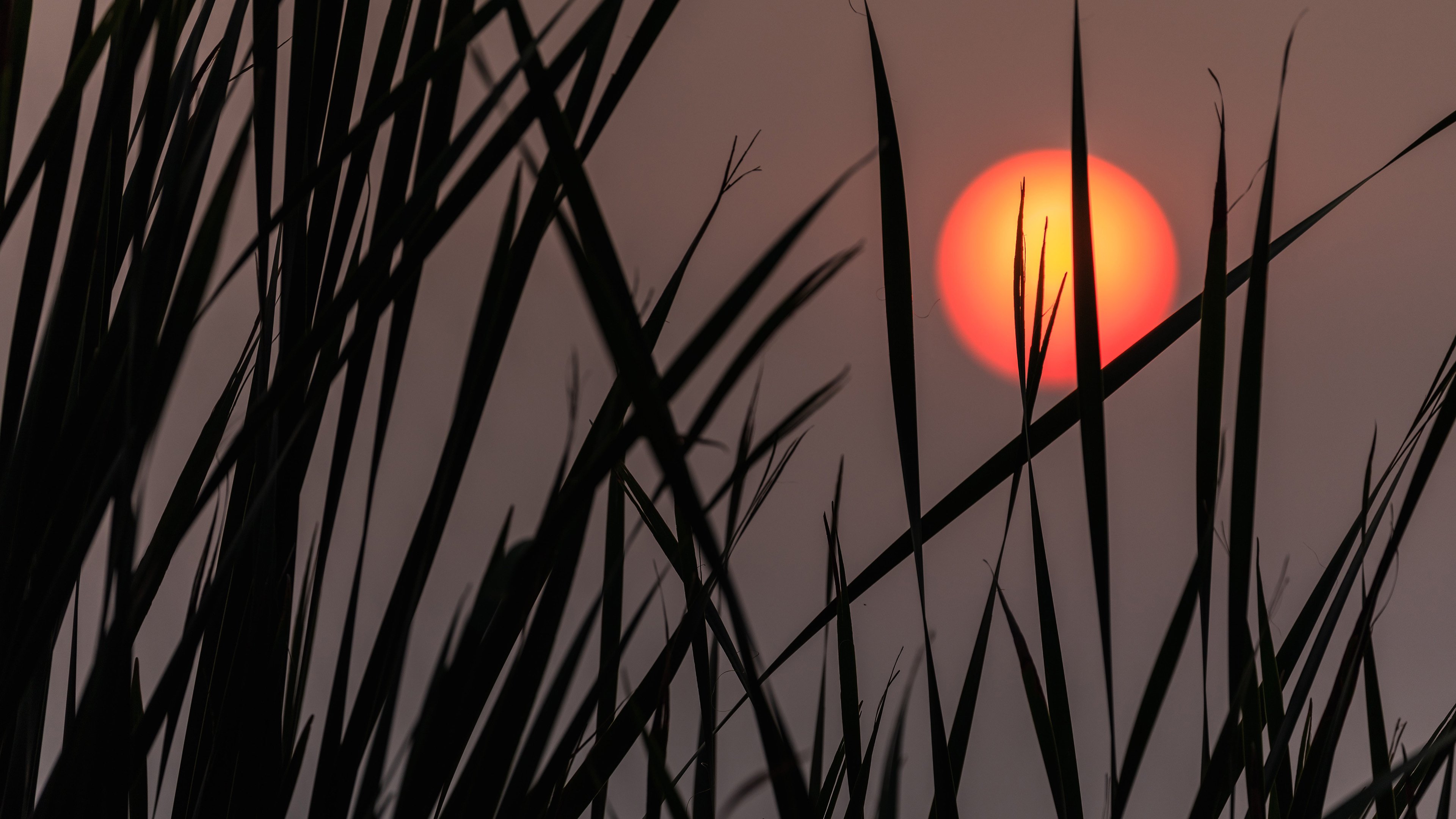 落日余晖 夕阳 草丛