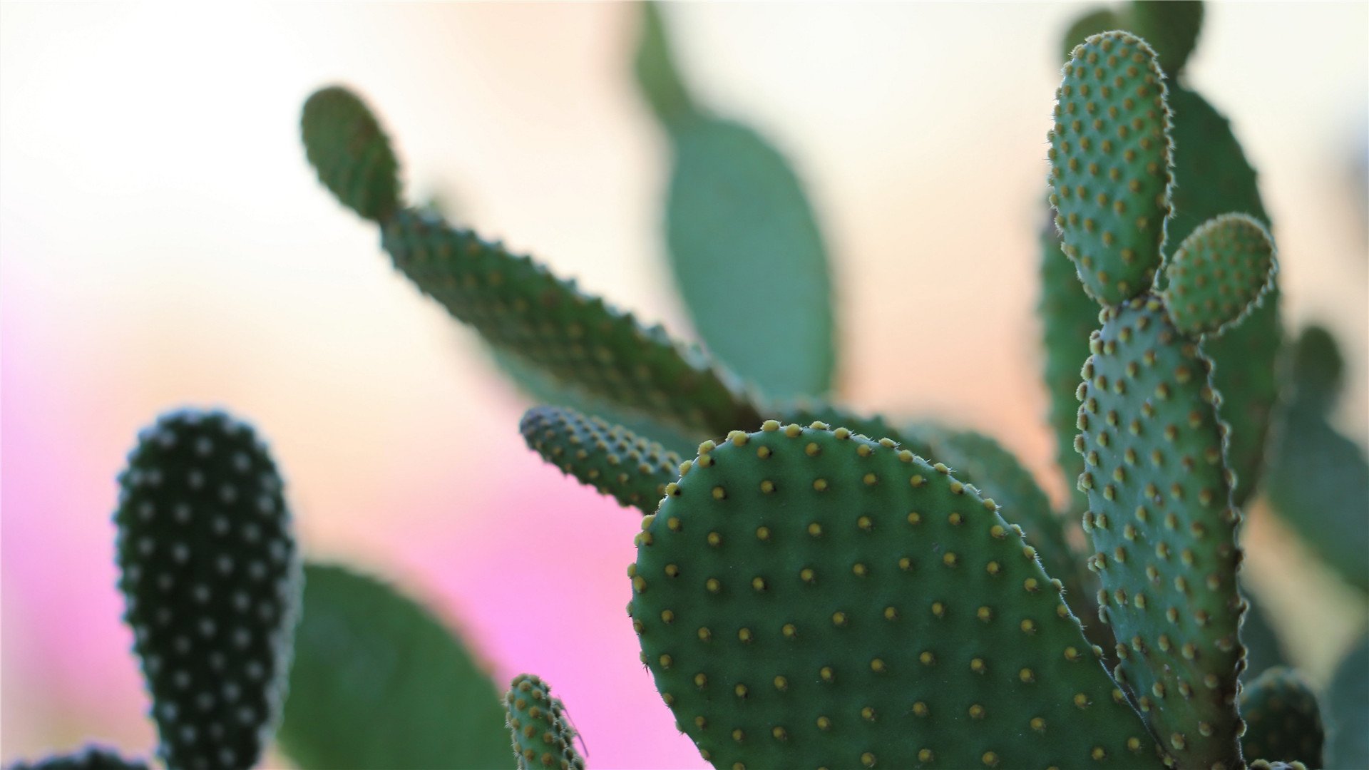 静物写真 仙人掌