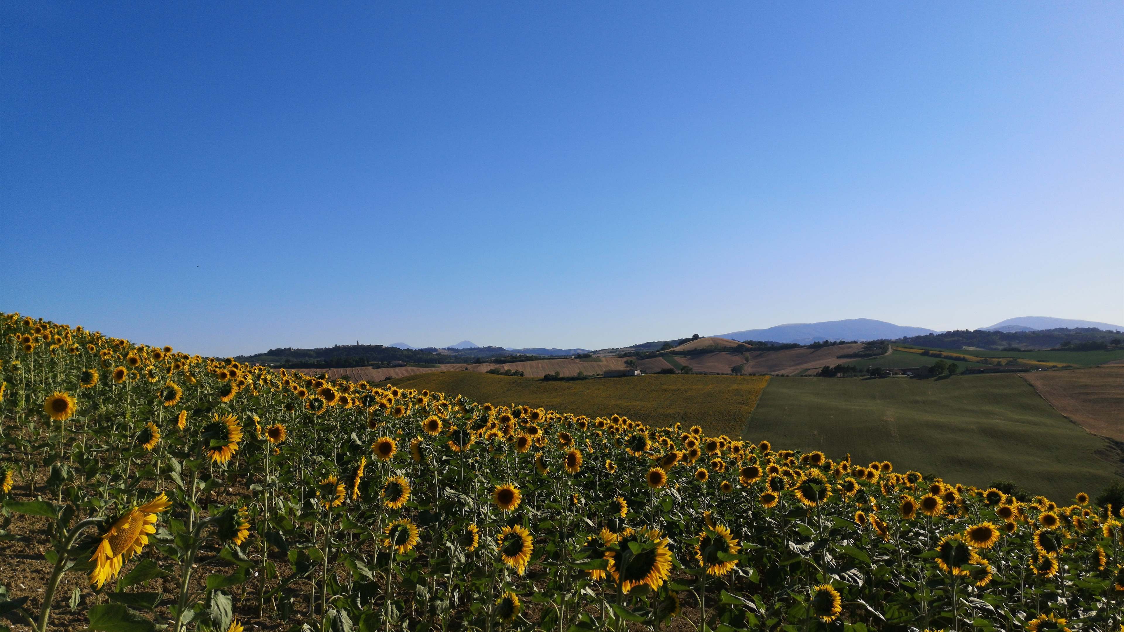 娇艳欲滴 向日葵 花海 山坡 天空