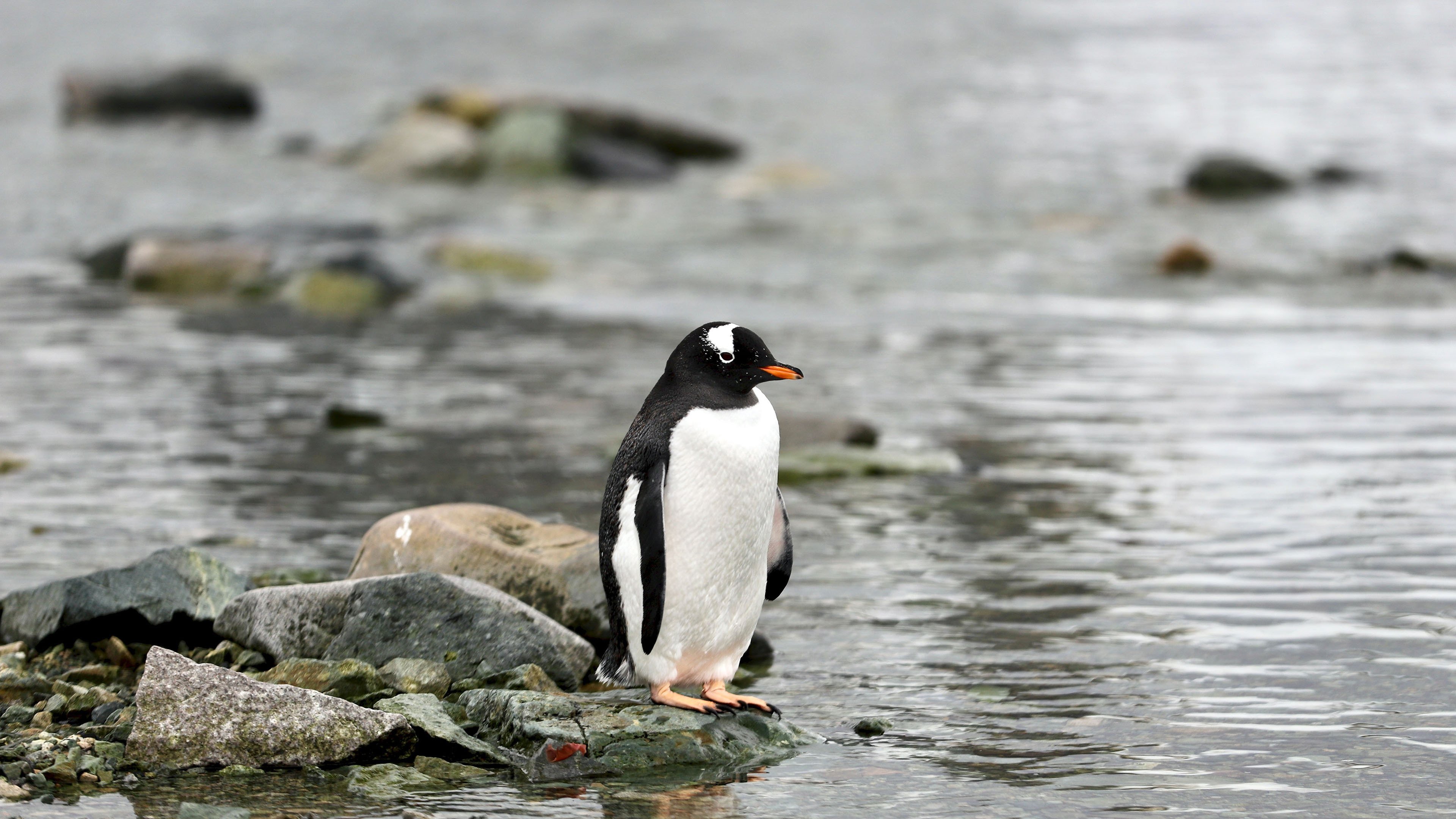 野生动物 企鹅 河流