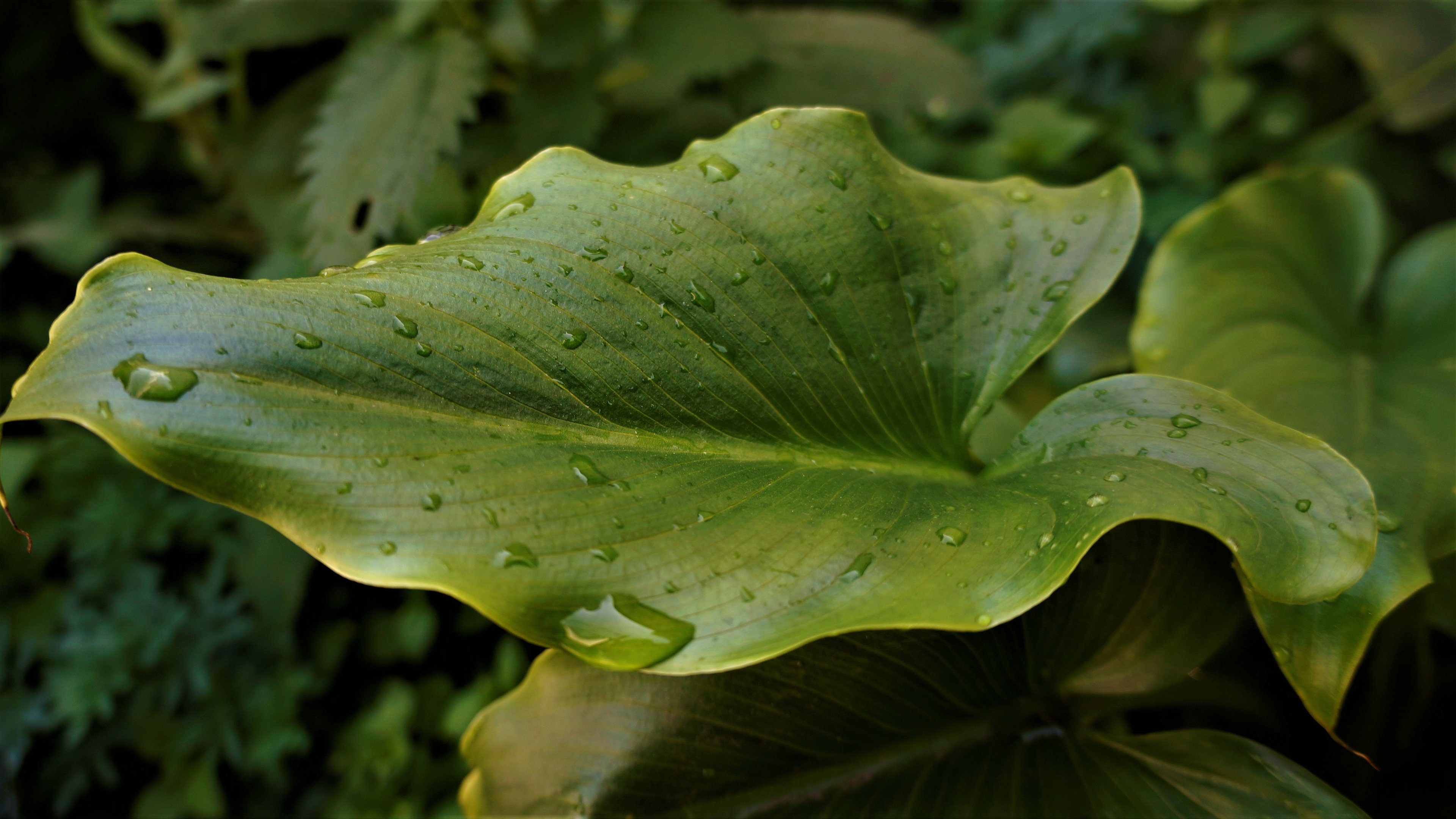 护眼壁纸 荷叶 露水