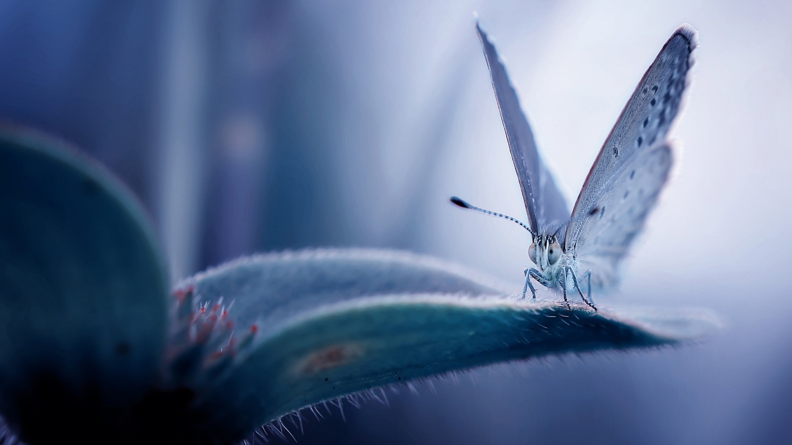 野生动物 蝴蝶 花丛 昆虫