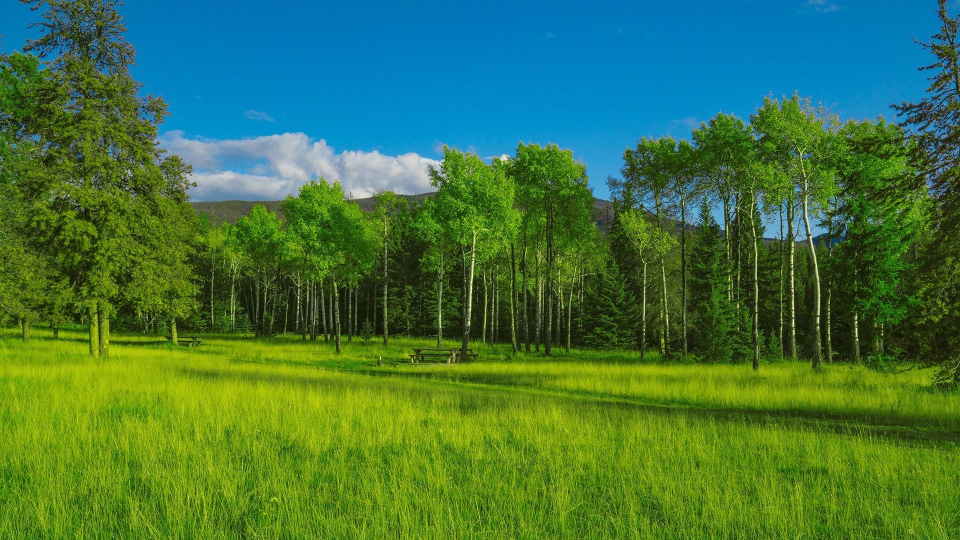 炎炎夏日 树林 草原 蓝天