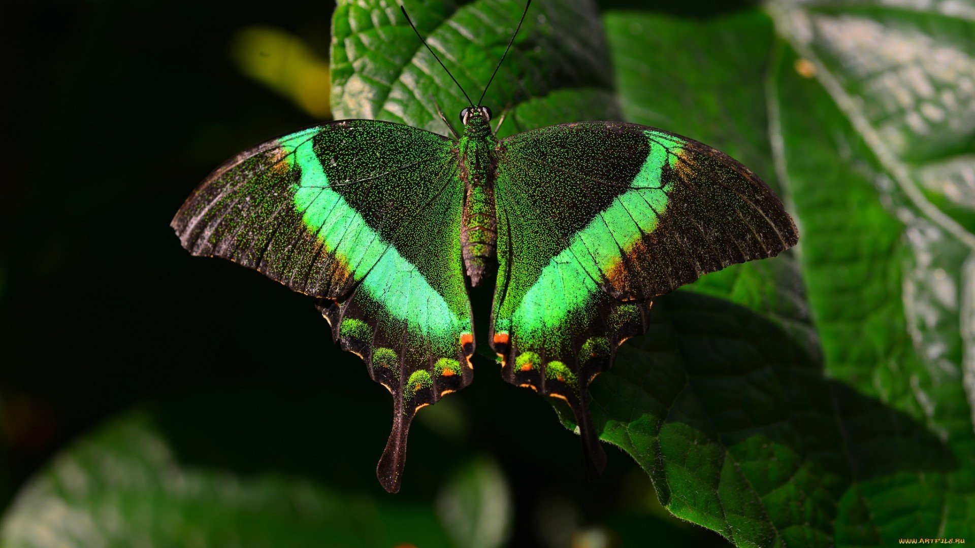 野生动物 蝴蝶 绿色蝴蝶