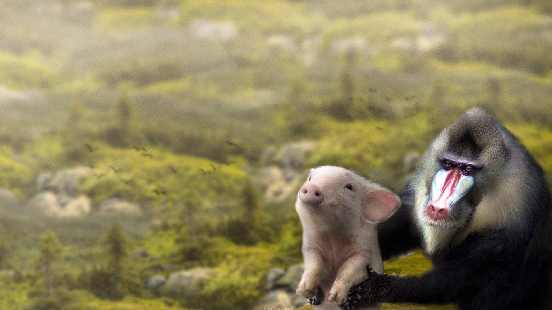 猴子 小猪猪 可爱动物