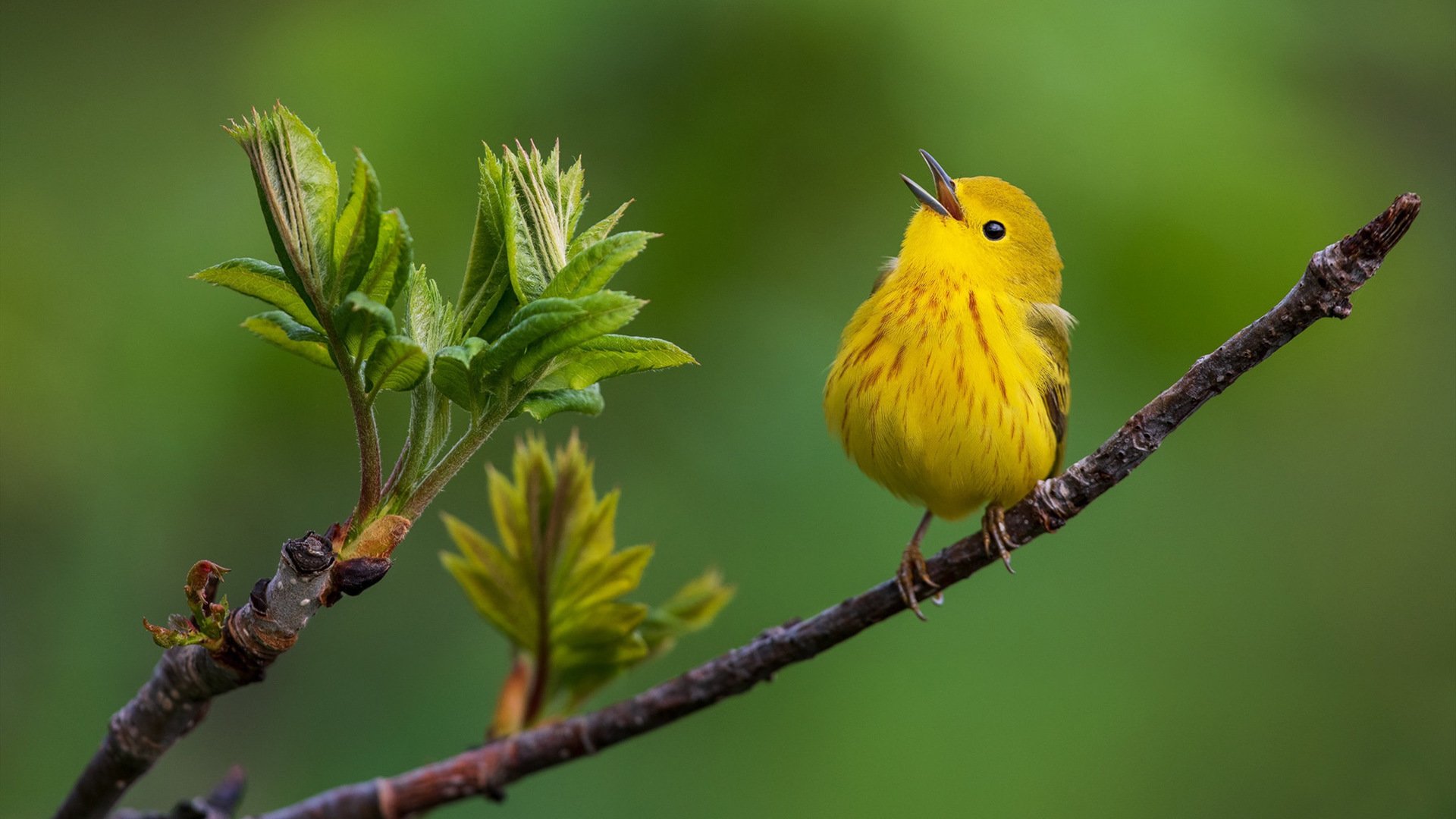 小鸟天地 春 小黄鸟