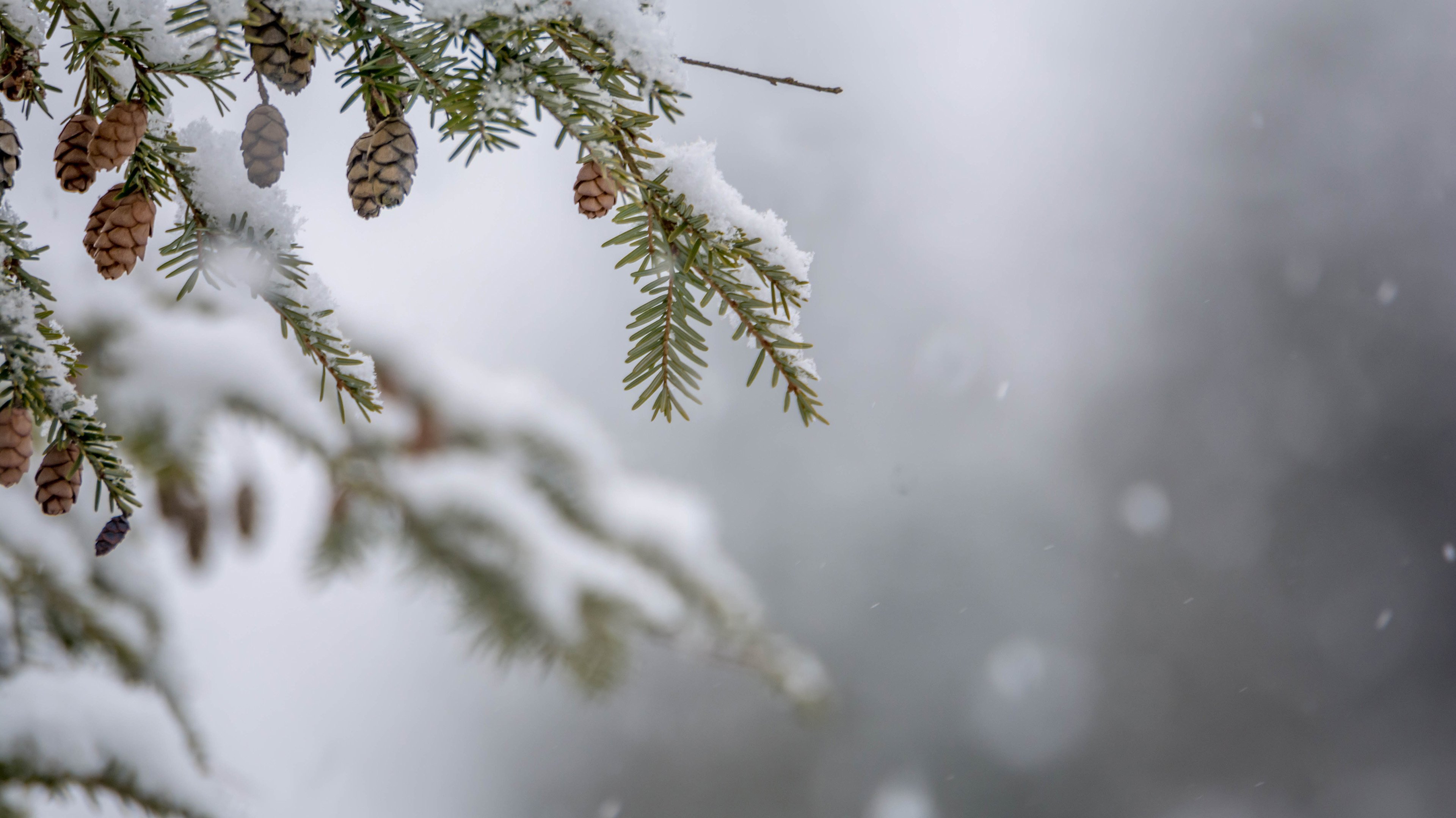冰天雪地 松果 松树 大雪纷飞