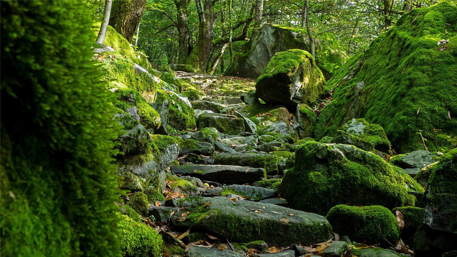 炎炎夏日 青苔 台阶 阳光 山路