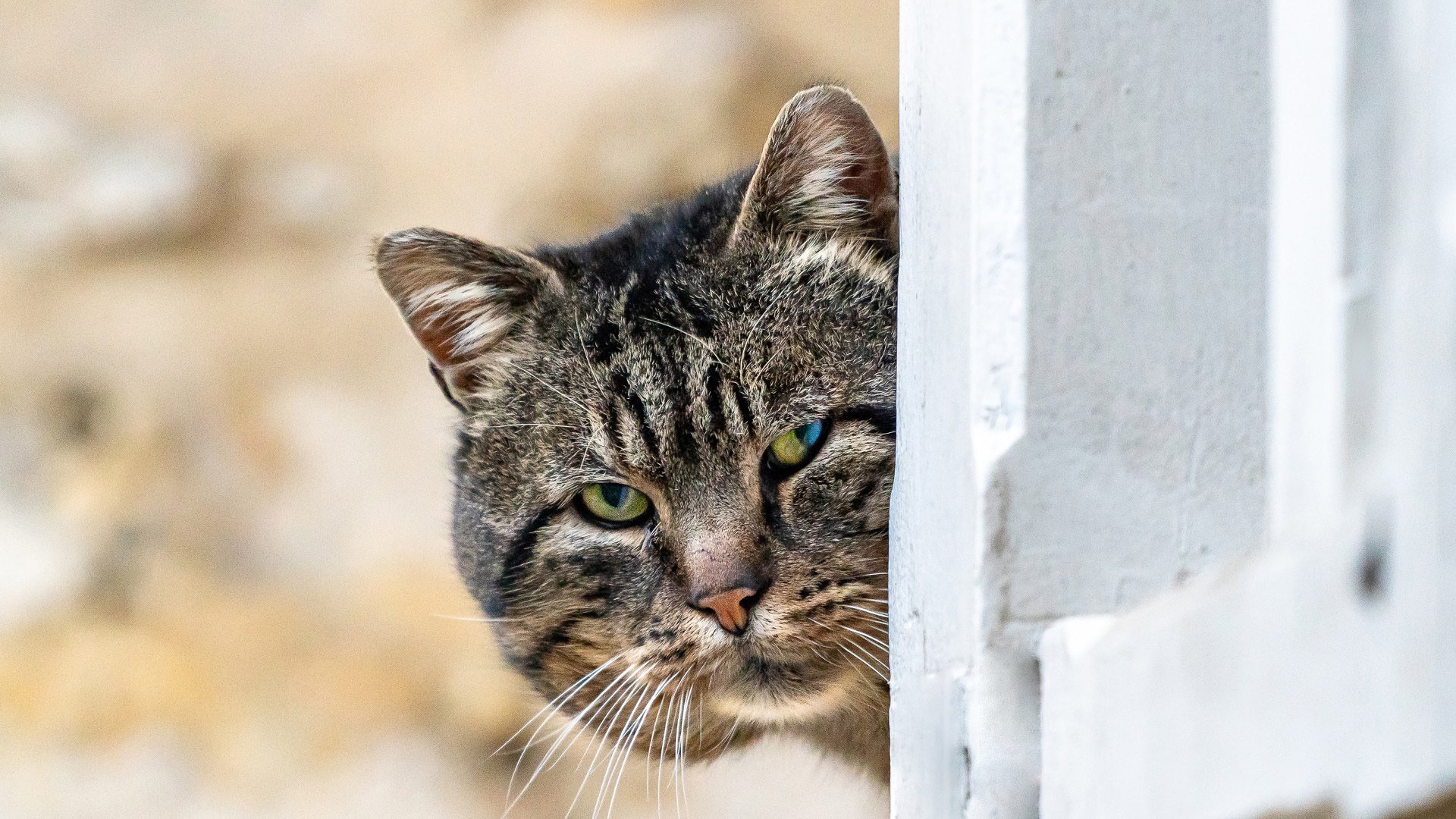 喵星人 肥猫 猫咪 猫眼