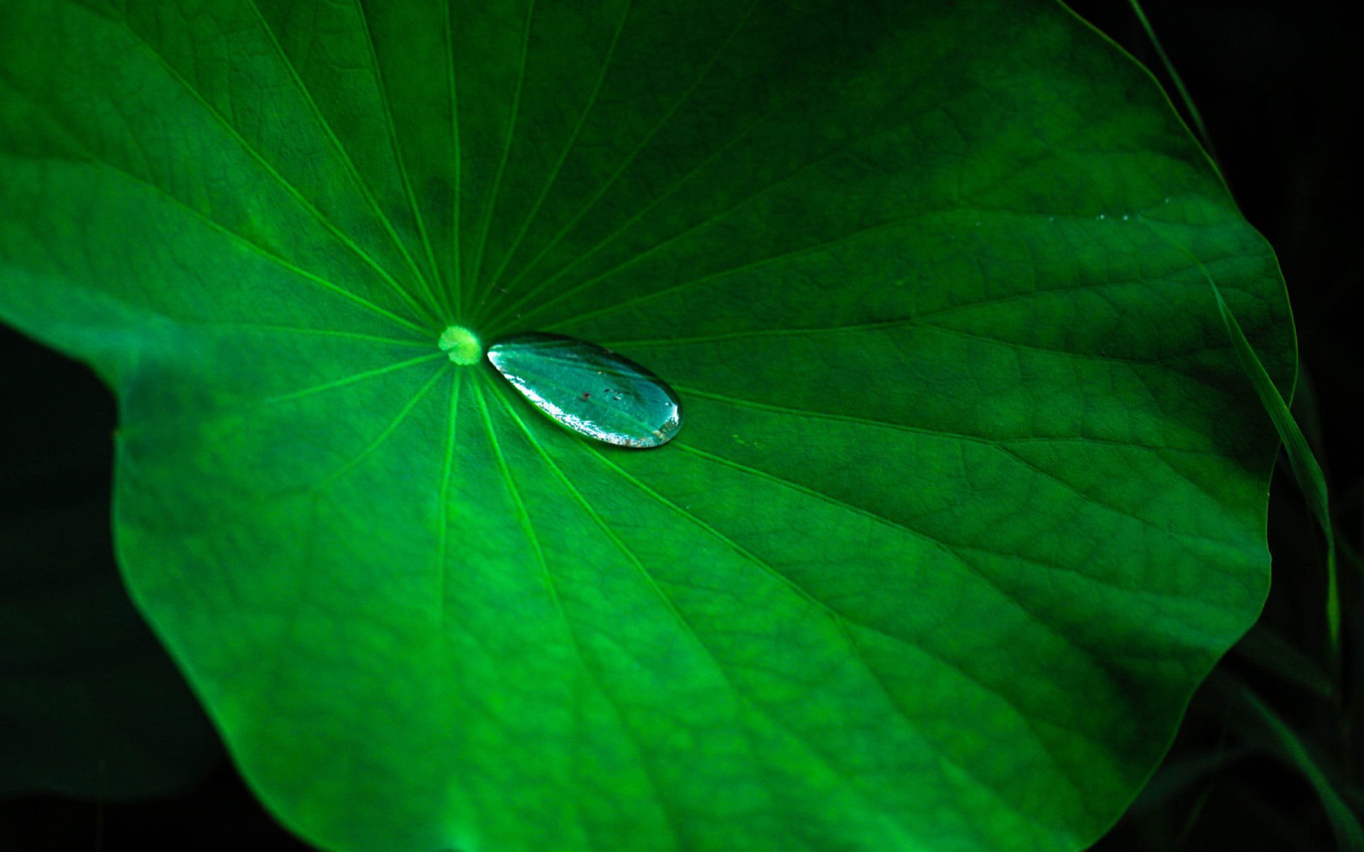 护眼壁纸 水珠 荷叶 夏天
