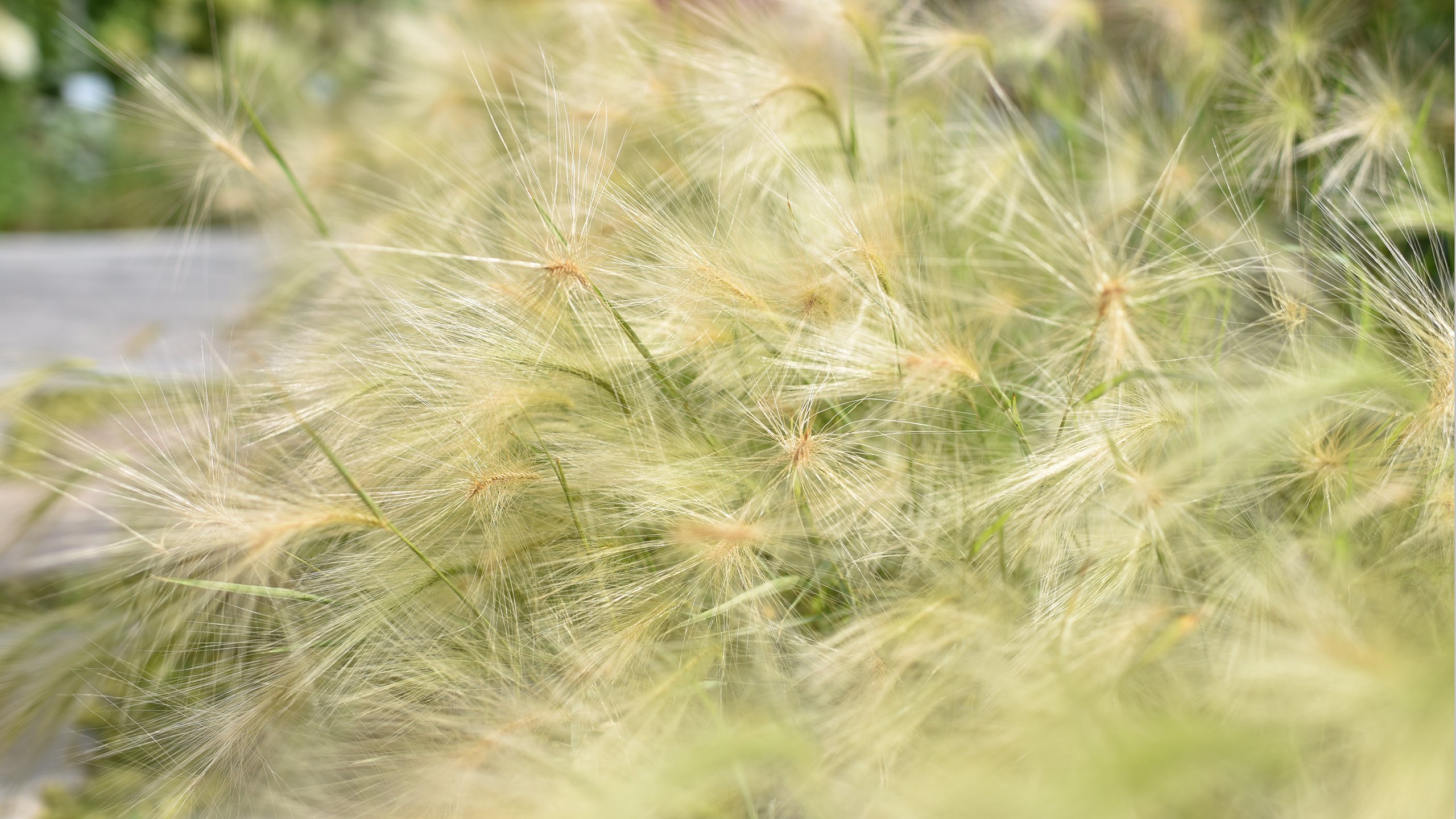 鸟语花香 花丛 上海花博会
