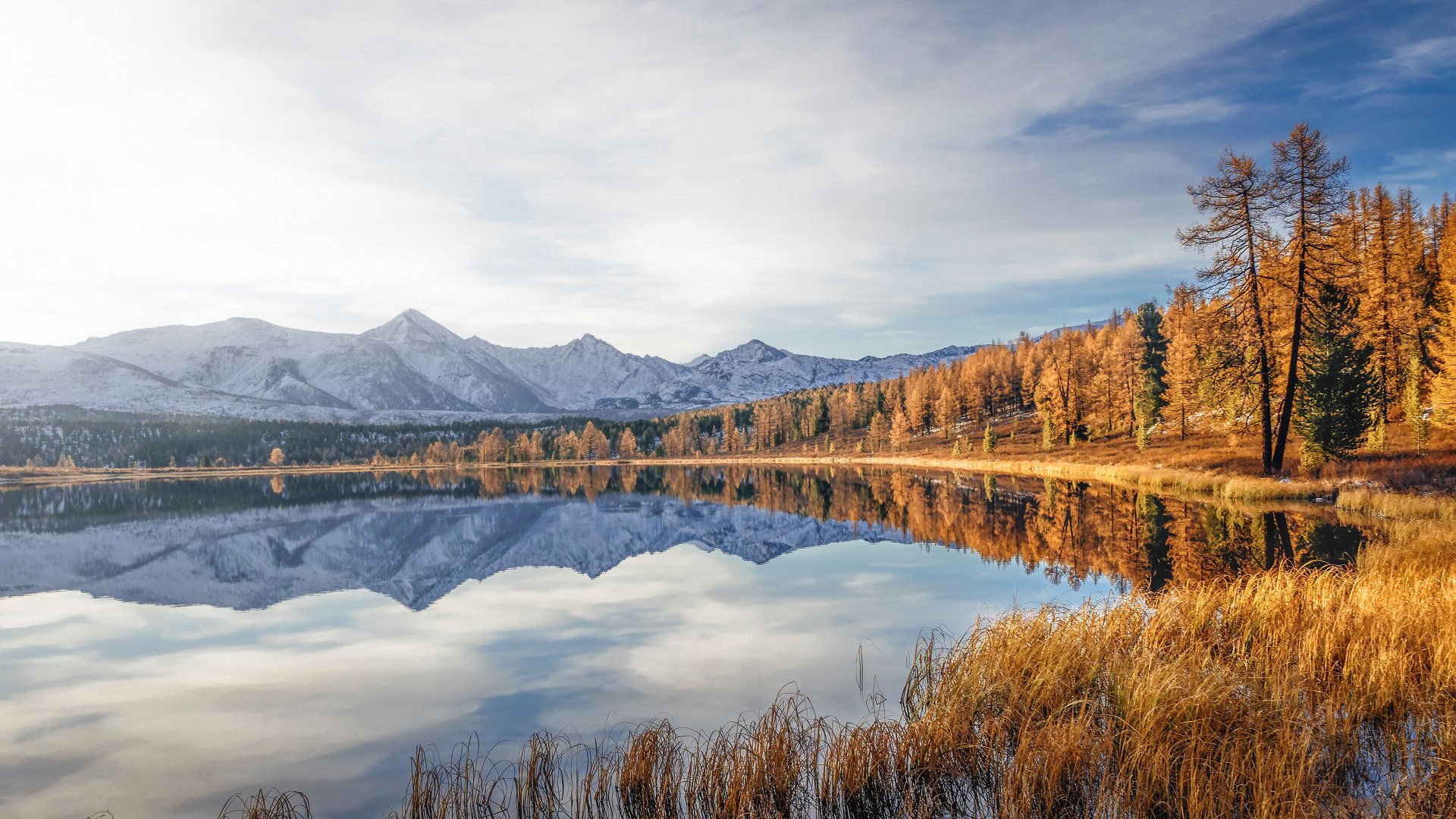 秋意正浓 倒影 金黄树林