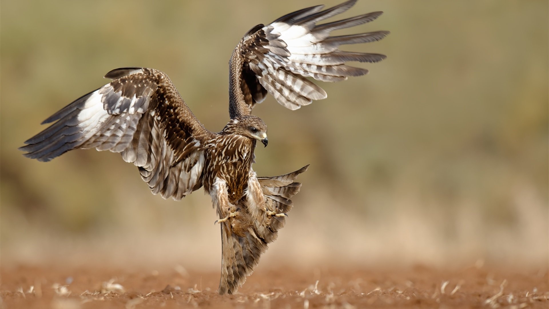 小鸟天地 老鹰 捕猎