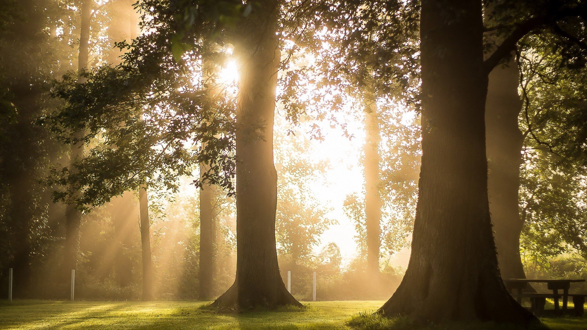 炎炎夏日  清晨 阳光  大树