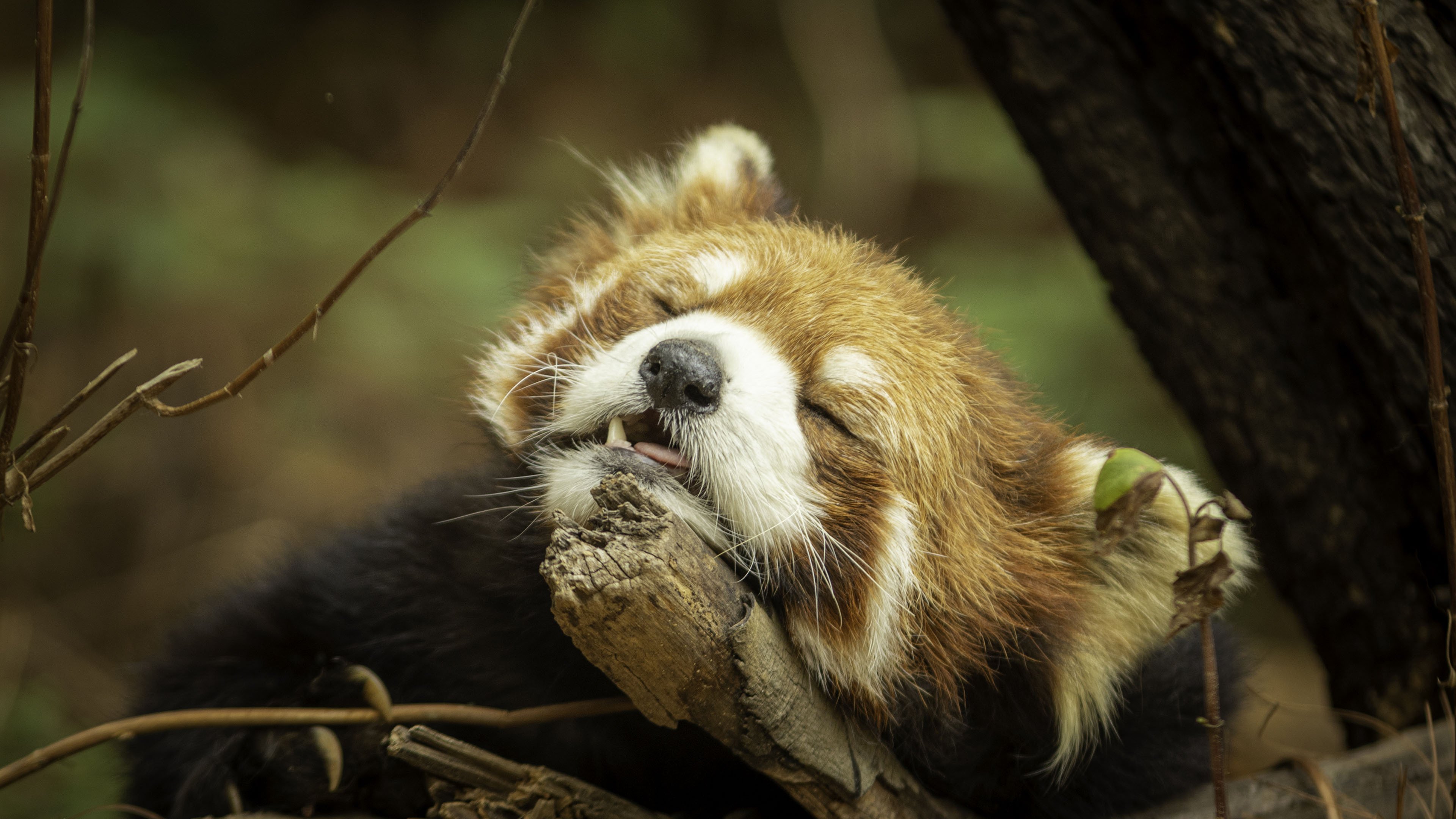 野生动物 浣熊 睡觉 可爱