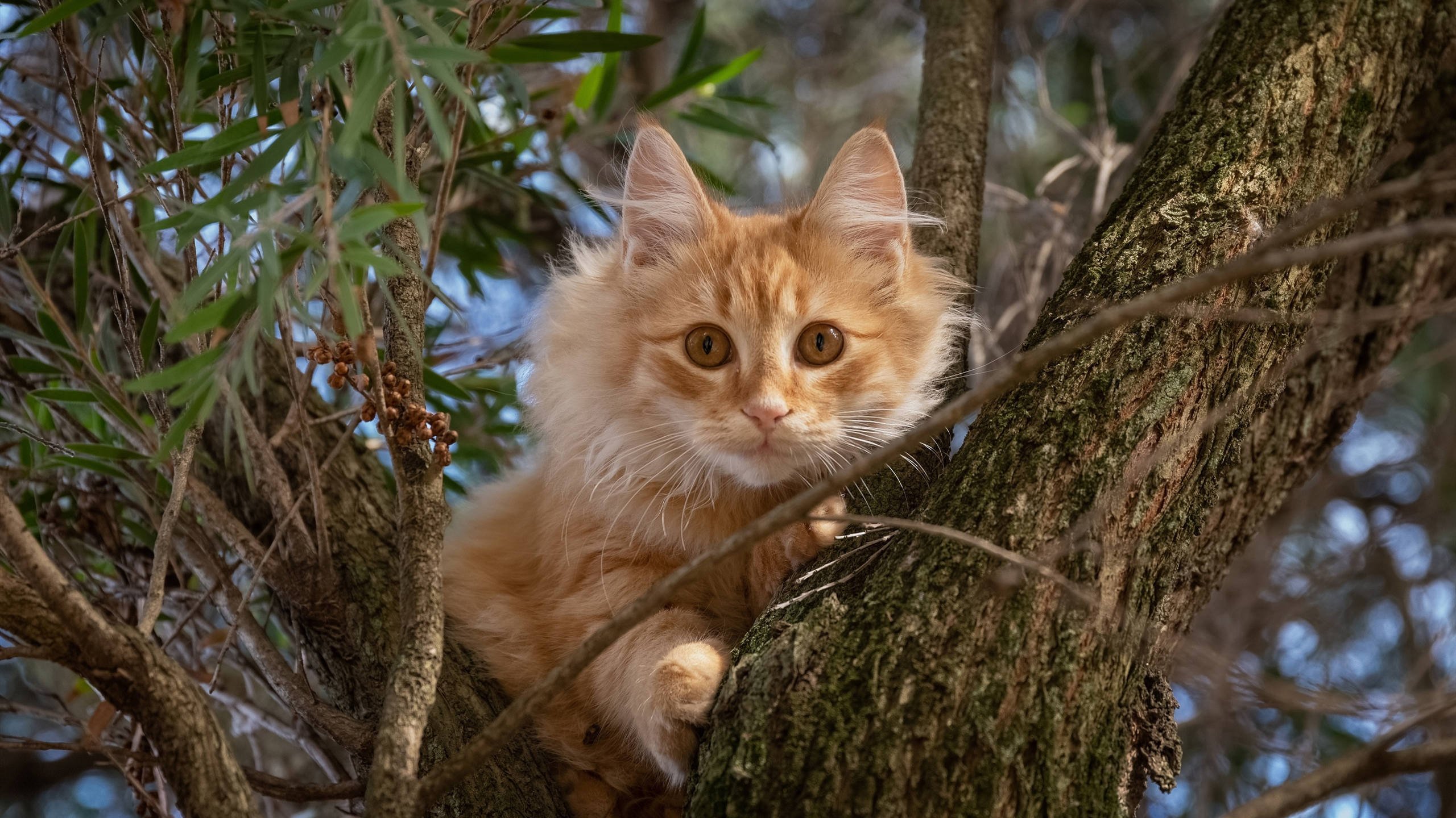 喵星人 树梢 小猫