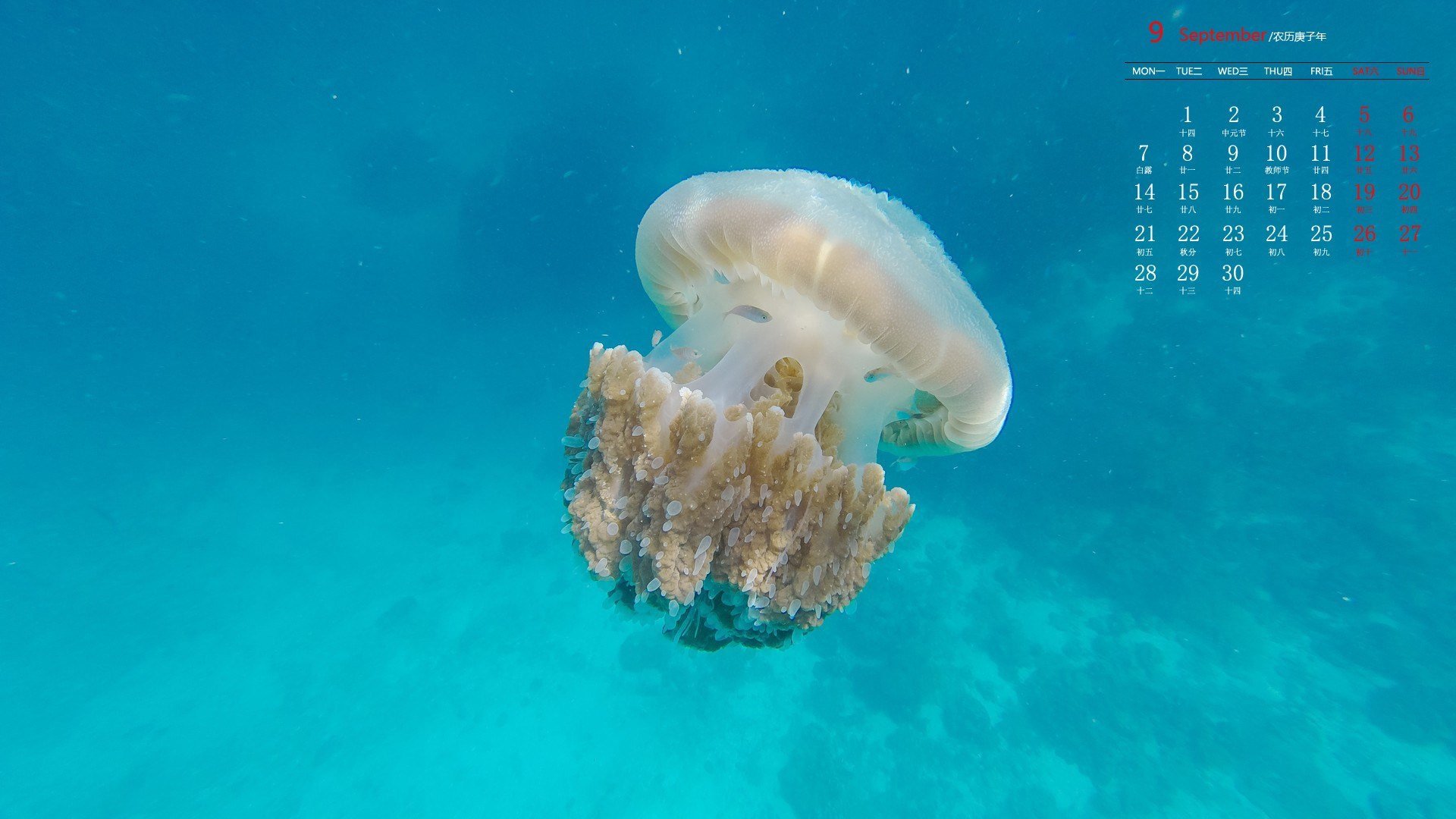 月历 日历 2020年8月