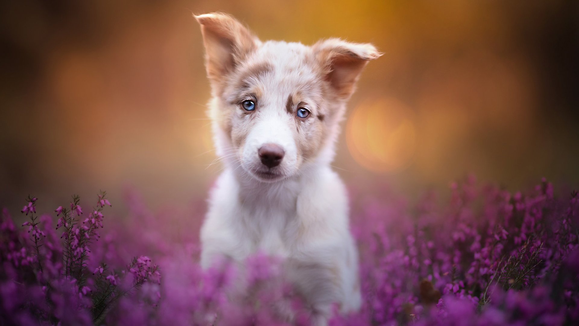 汪星人 薰衣草 可爱狗狗