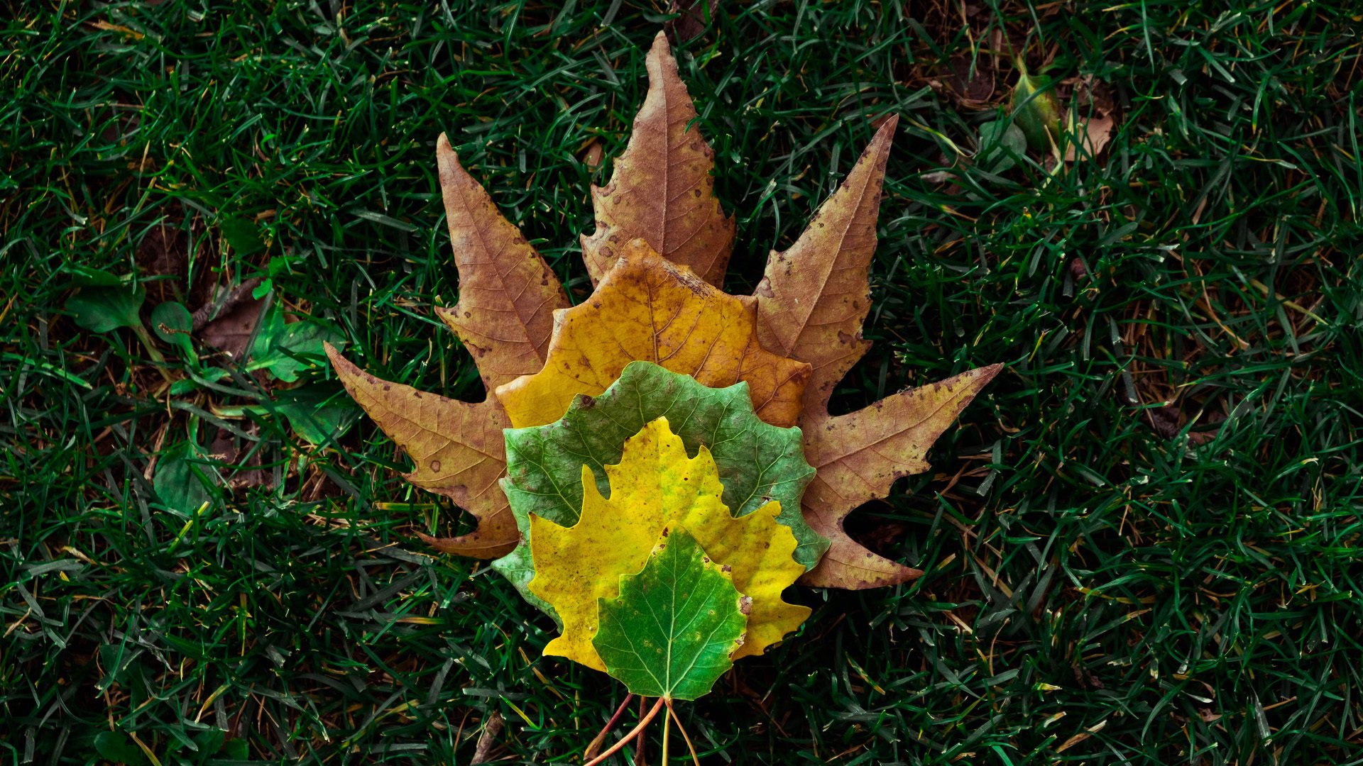 护眼壁纸 树叶 落叶 草地
