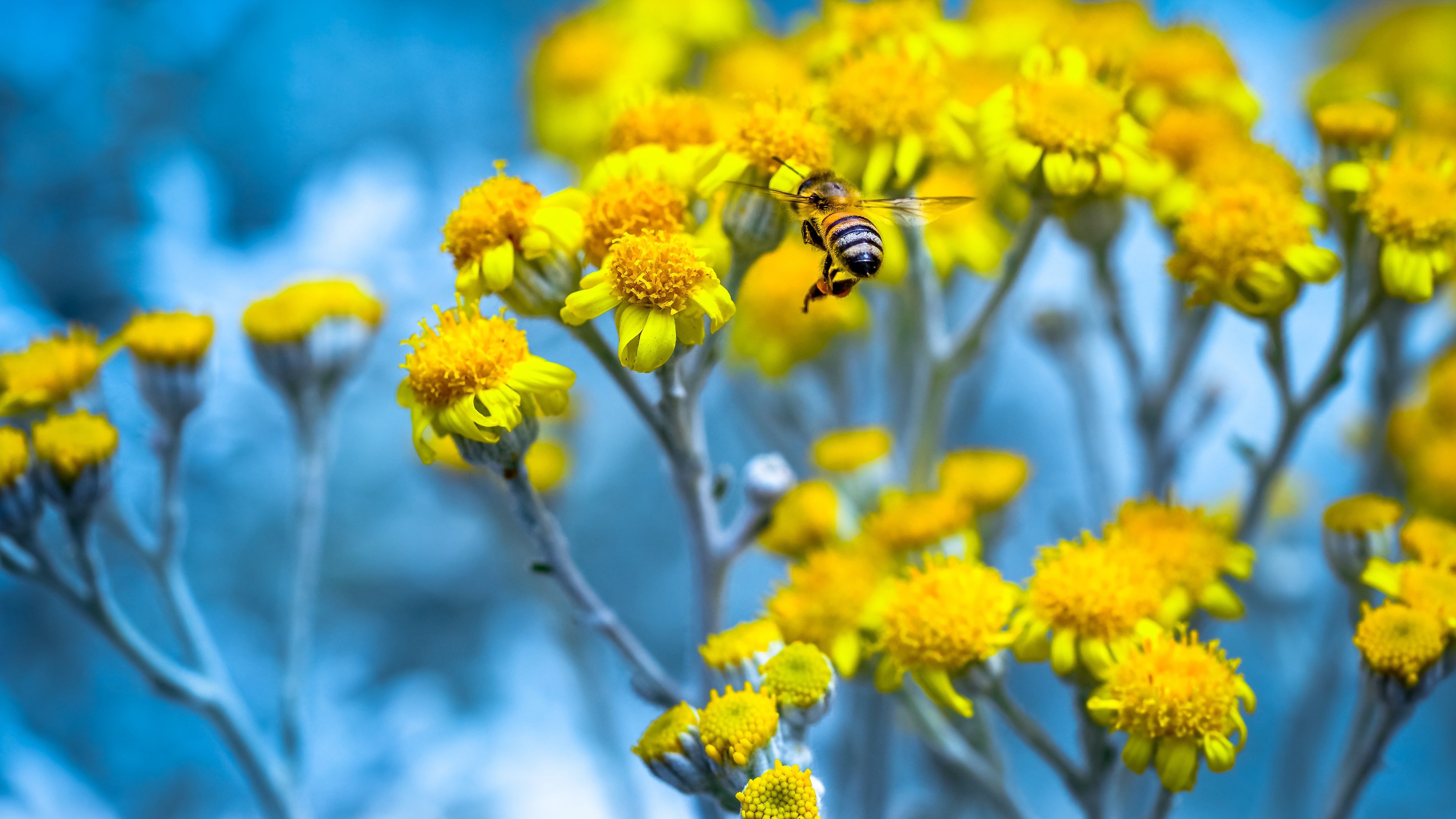 娇艳欲滴 蜜蜂 菊花