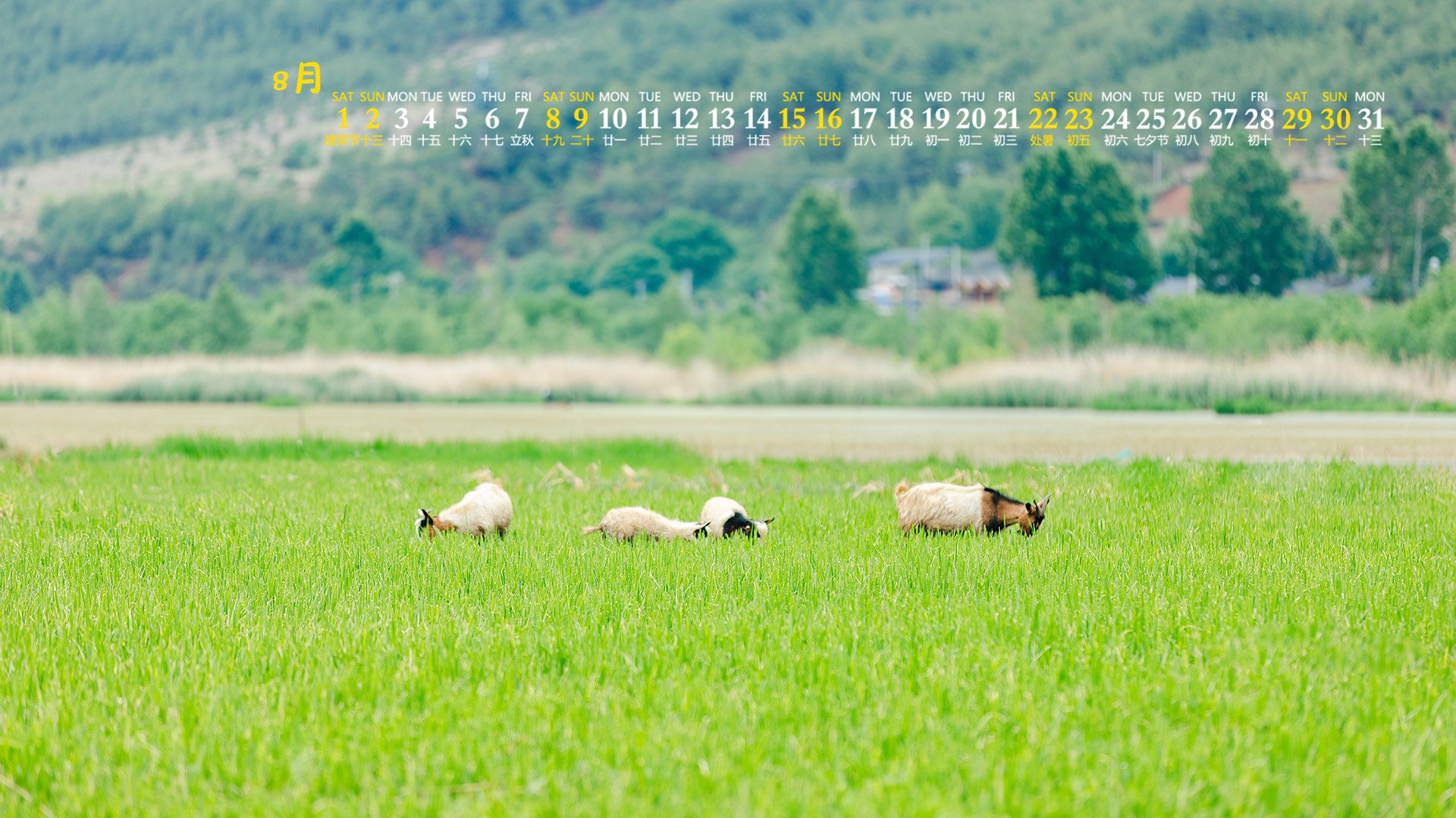 月历 日历 2020年8月