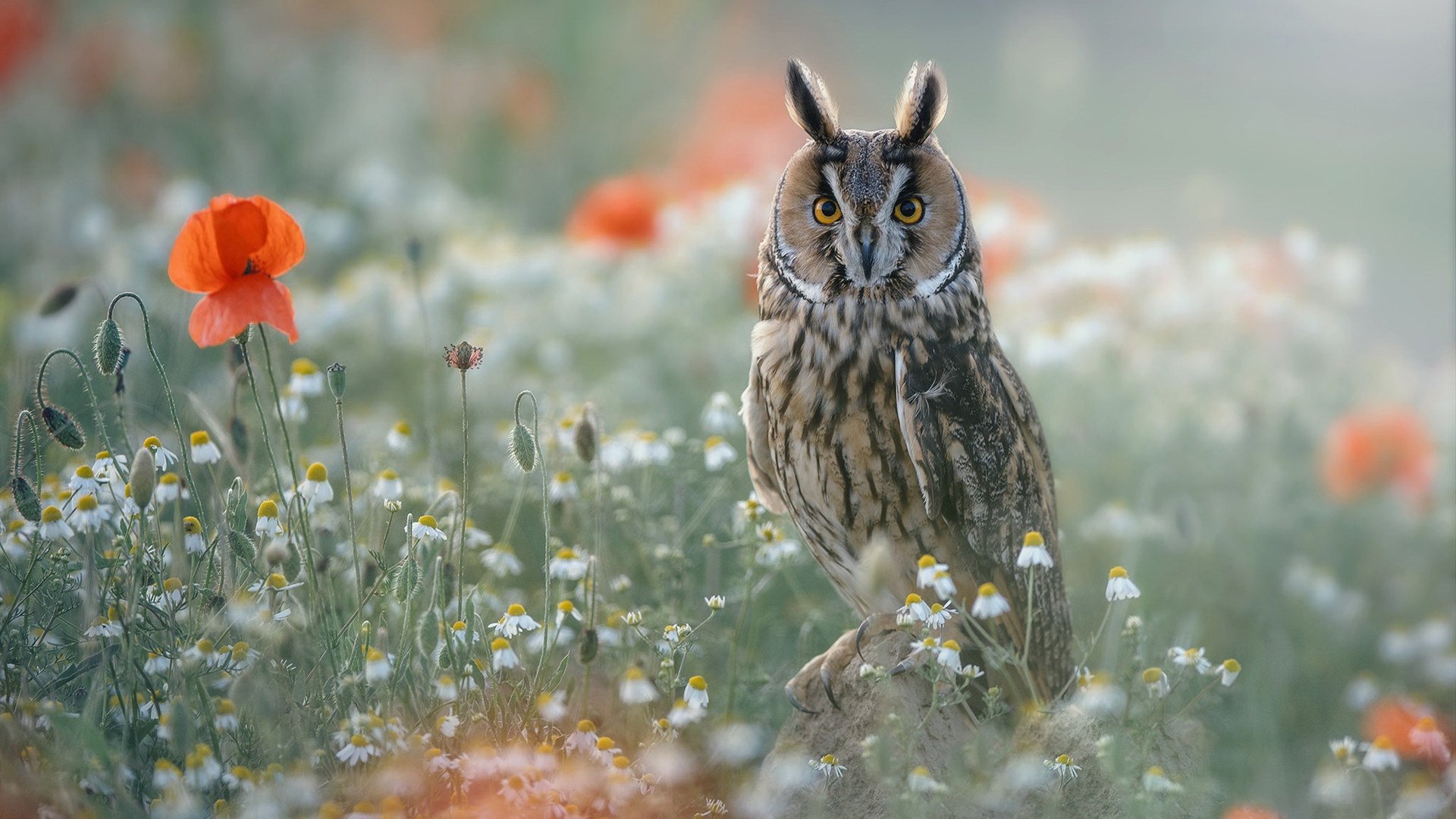 小鸟天地 猫头鹰 花丛