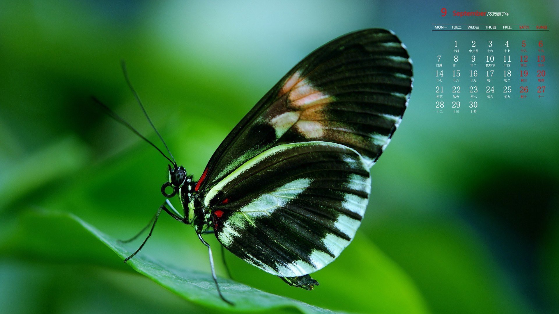 月历 日历 2020年8月