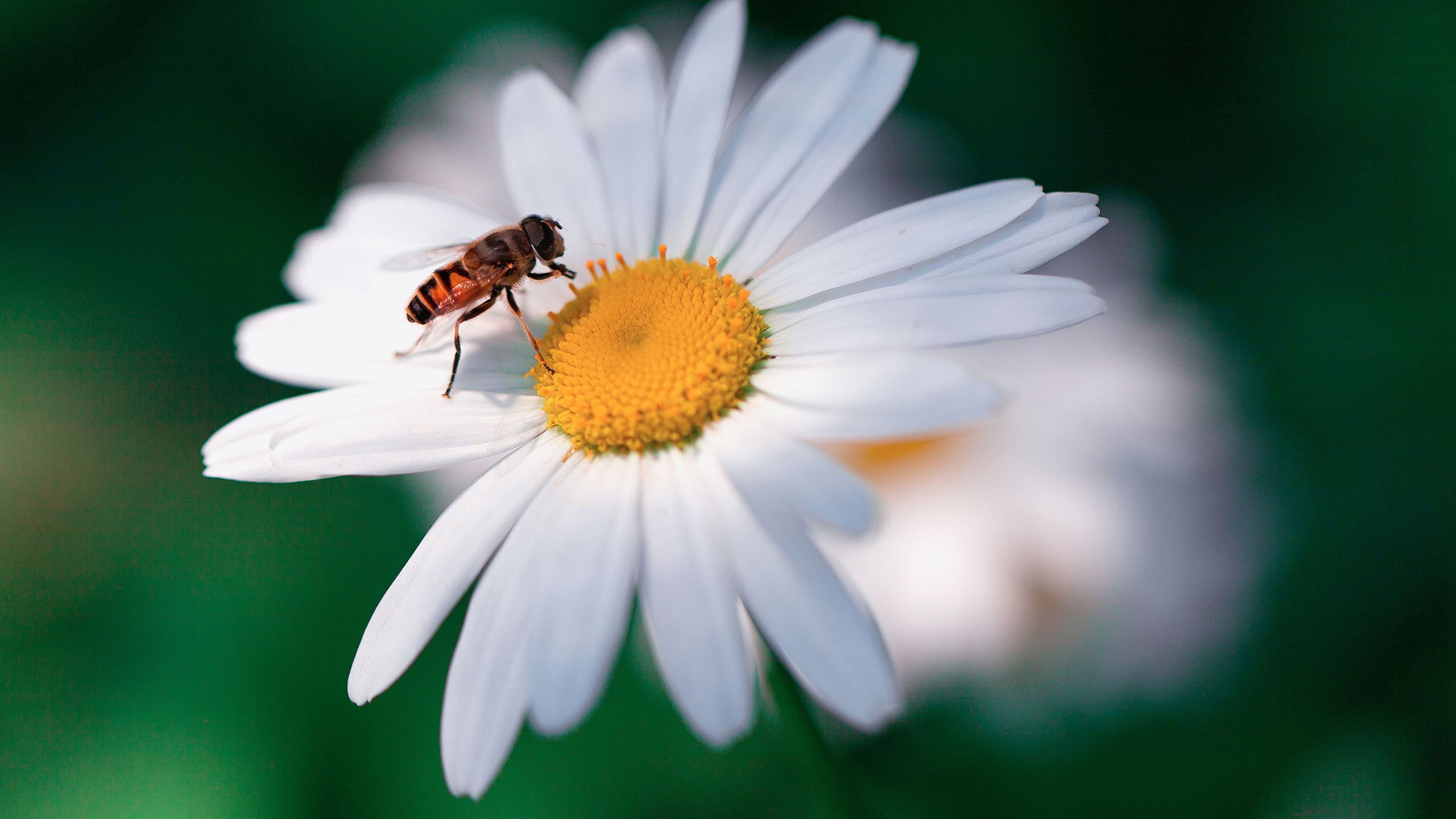 鸟语花香 蜜蜂 小雏菊