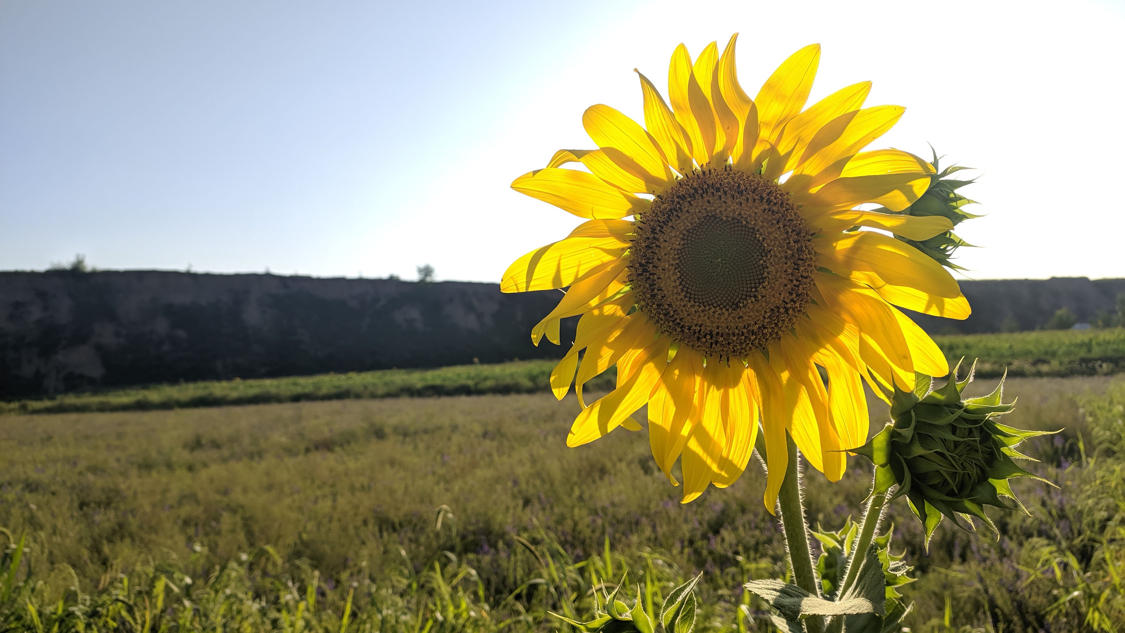 鸟语花香 向日葵 阳光 彩虹