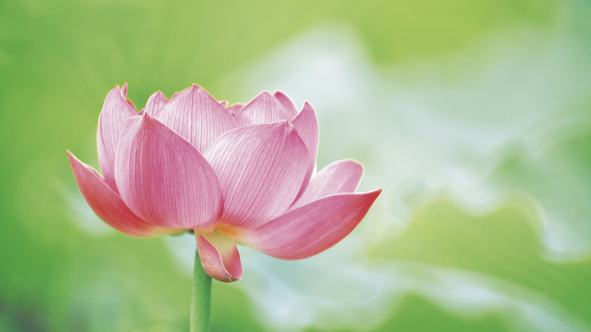 炎炎夏日 荷花 荷塘