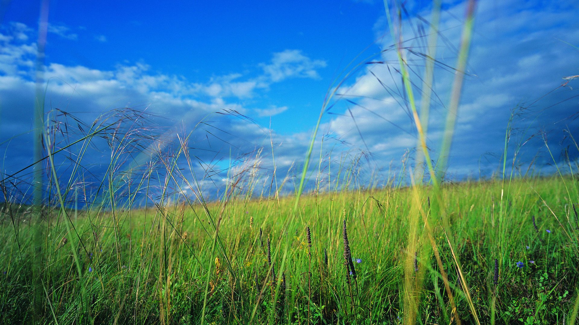 蓝天白云 草原 草地 云朵 天空