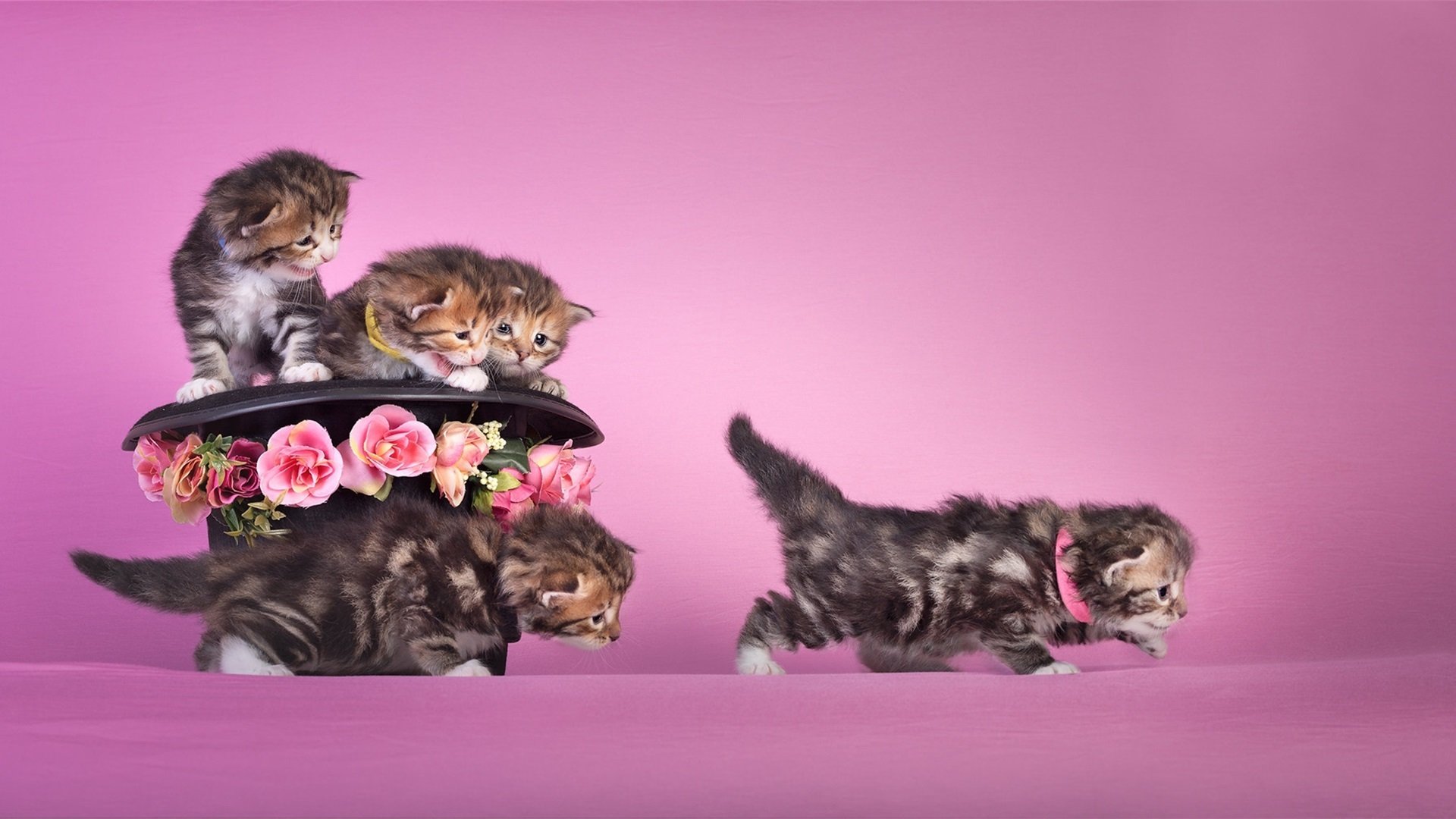 喵星人 小奶猫 猫咪 花