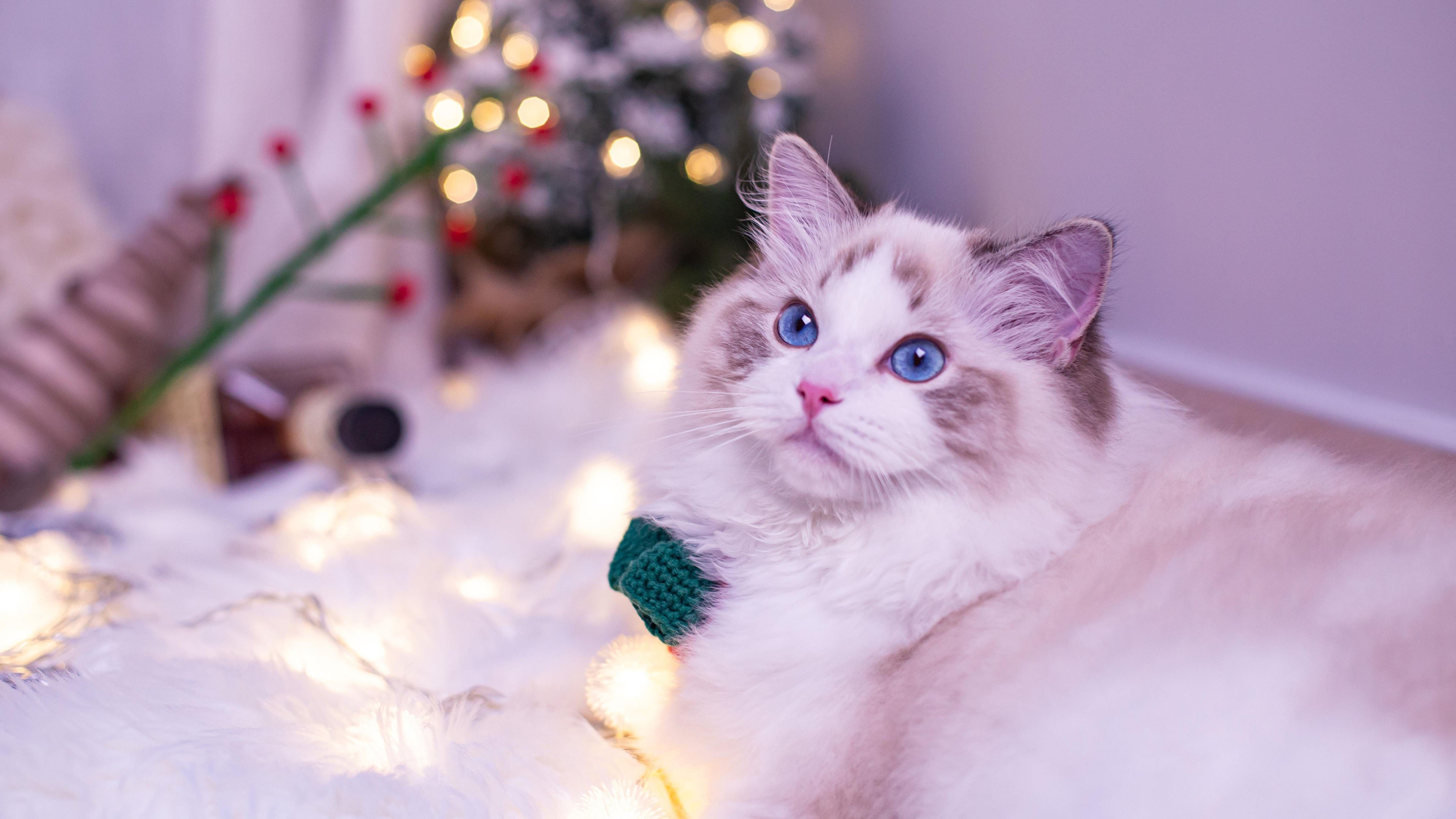 喵星人 圣诞 布偶猫 可爱