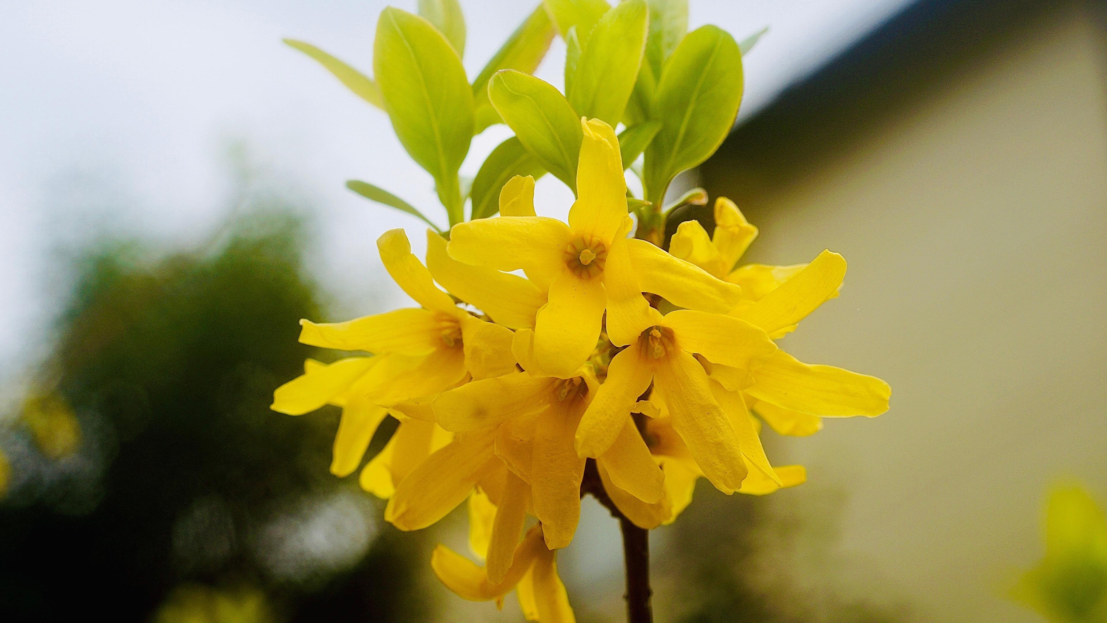 清新淡雅  鲜艳  黄色  亮眼  连翘金钟花