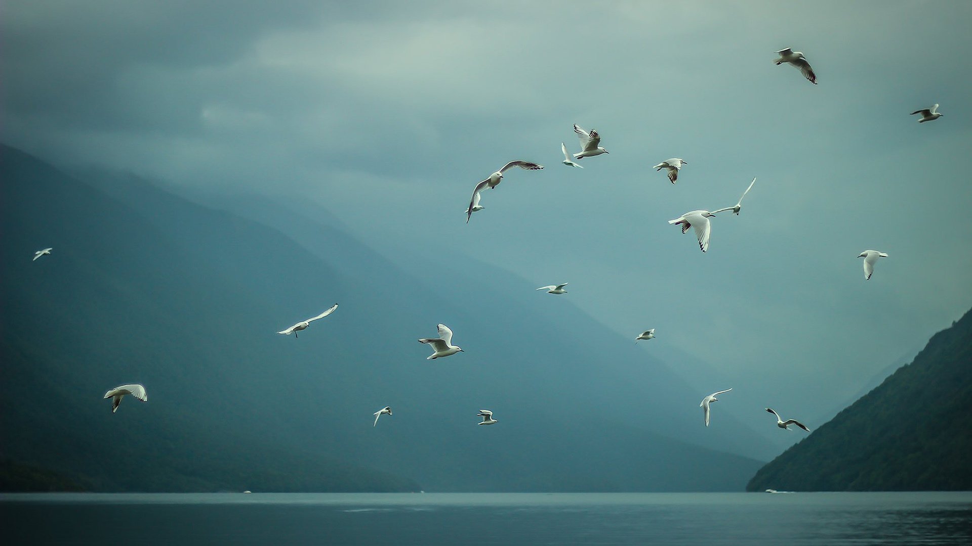 自然风光 海鸥 湖 飞鸟