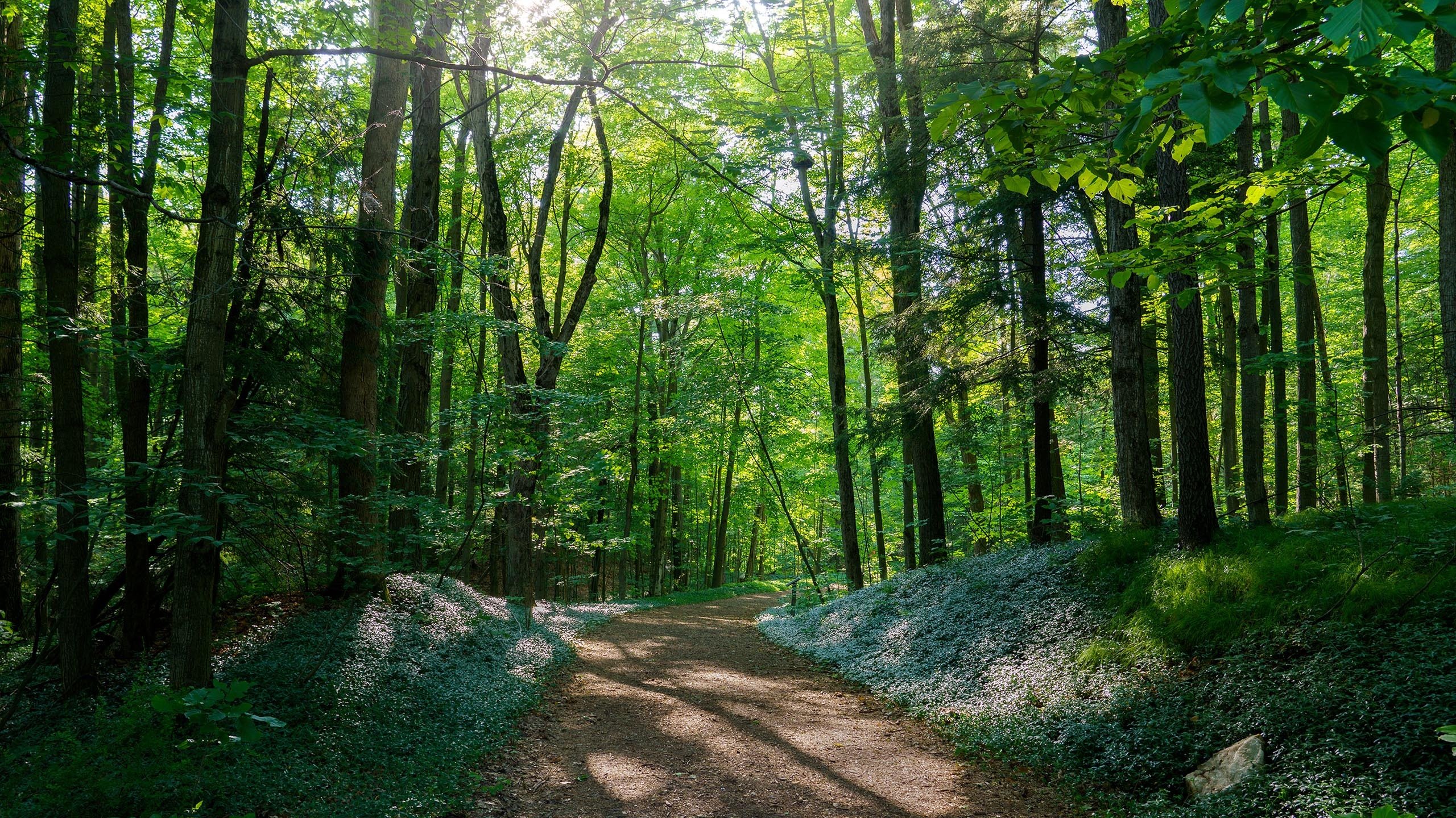 炎炎夏日 树林 阳光 翠绿