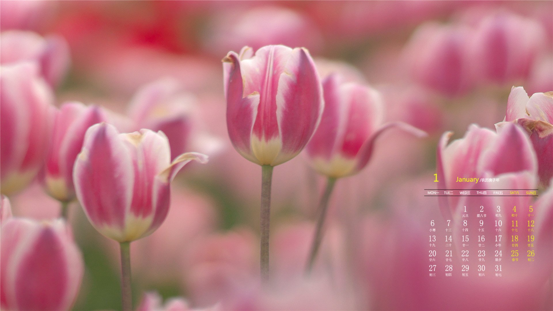 月历 日历 2020年1月