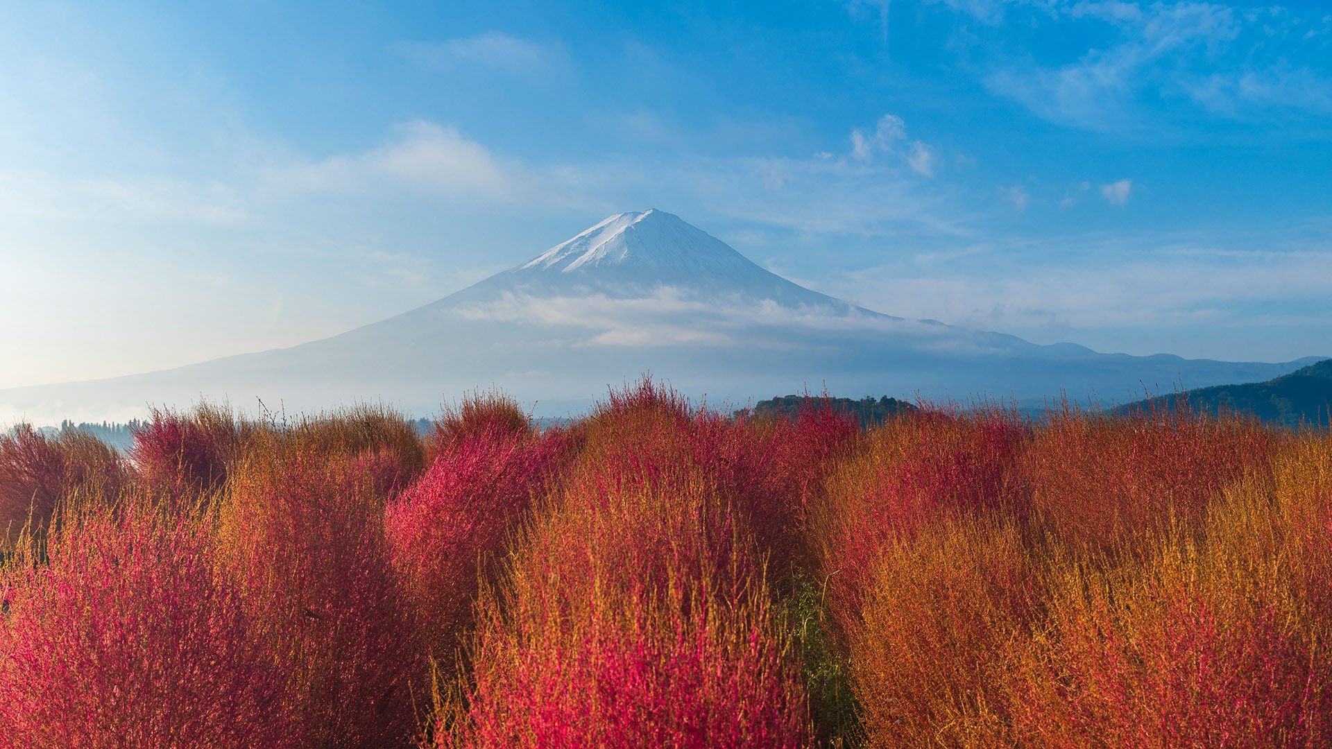 秋意正浓 富士山 红树林 蓝天