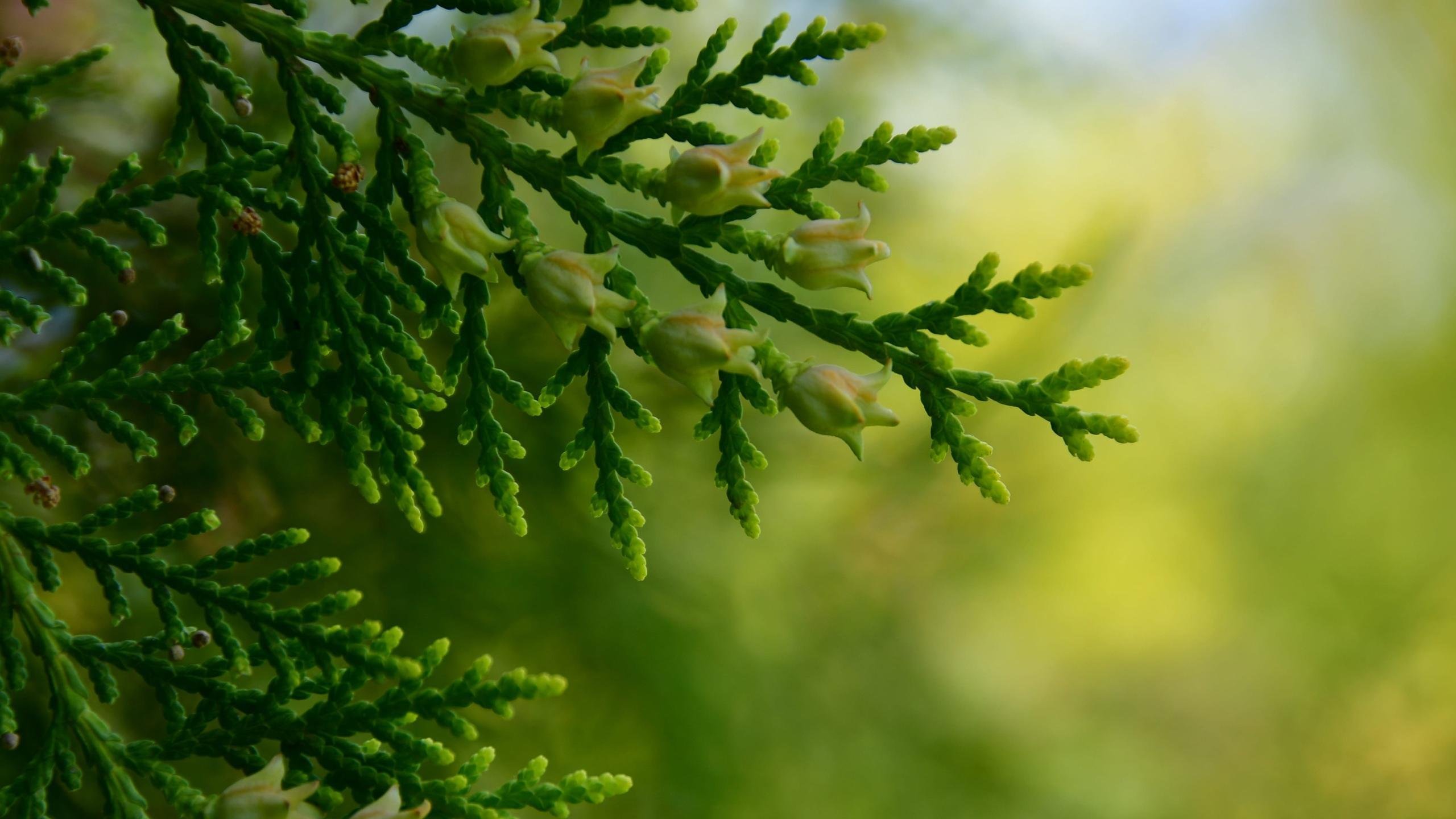 护眼壁纸 绿色 柏树 树枝