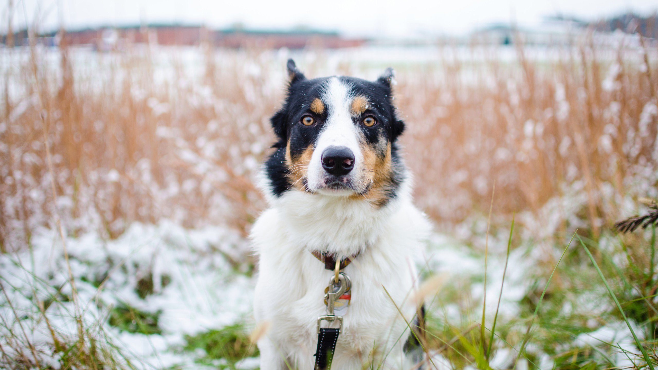 汪星人 哈士奇 二哈 呆萌 傻狗