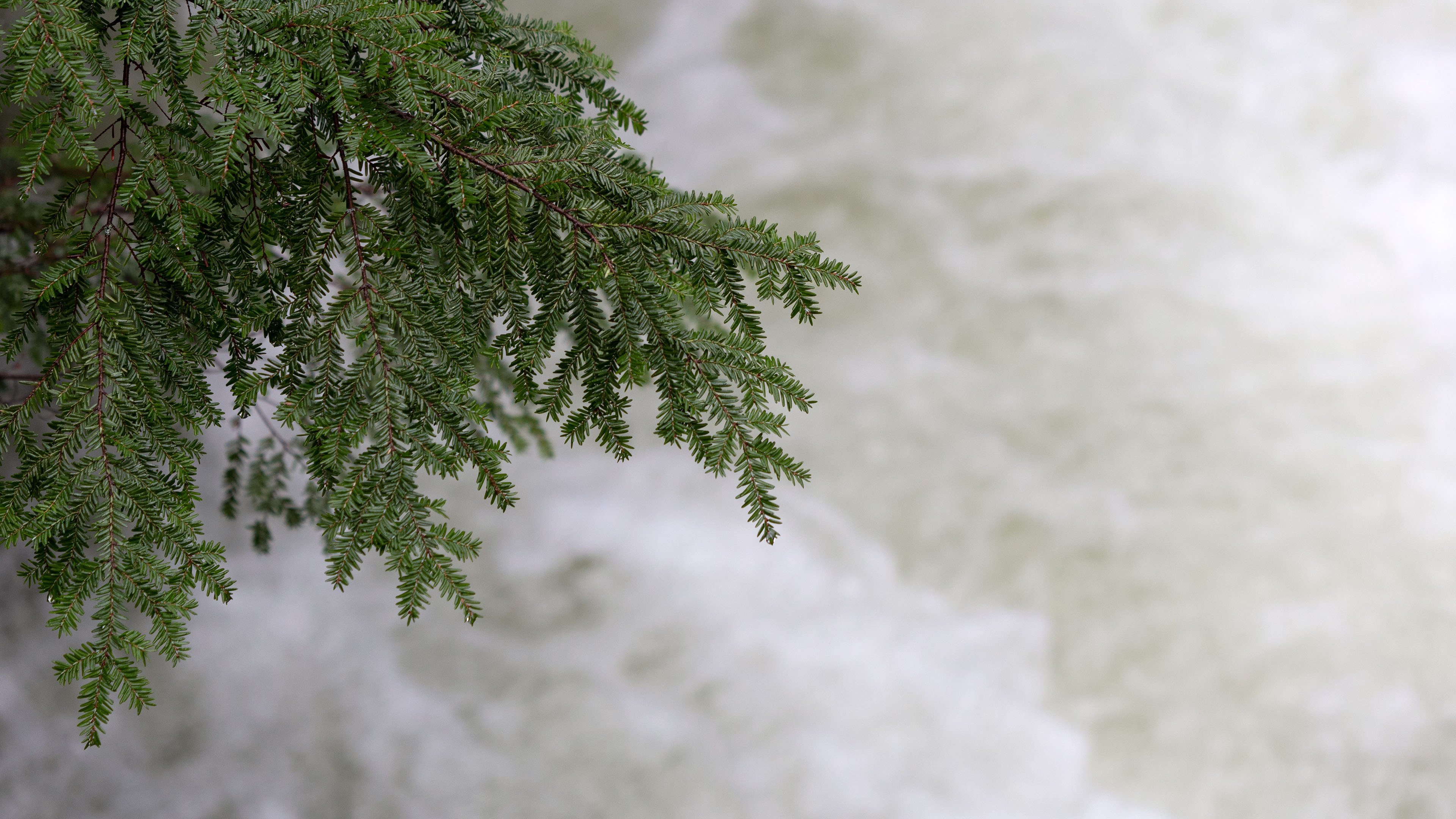 静物写真 松树 江河