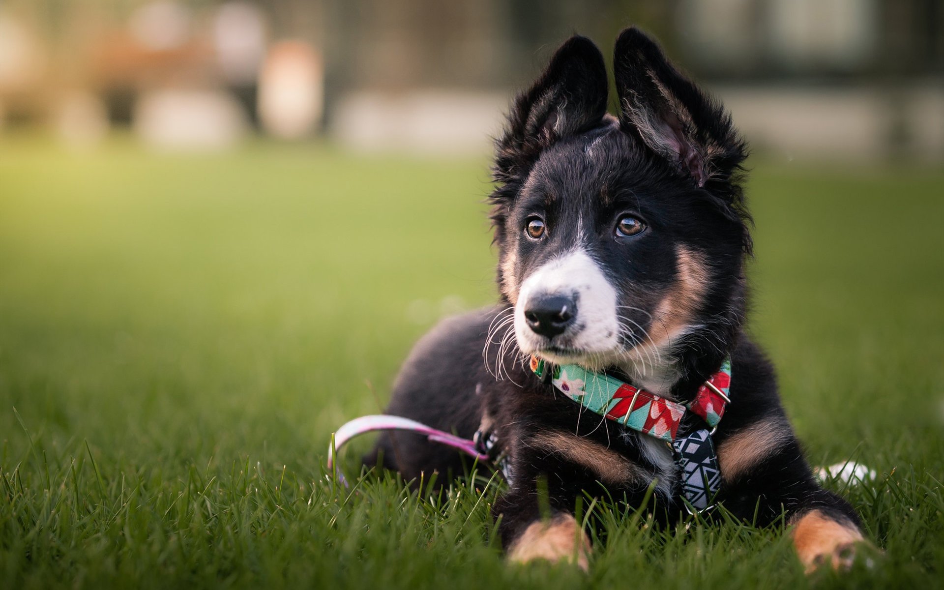 汪星人 狗狗 犬