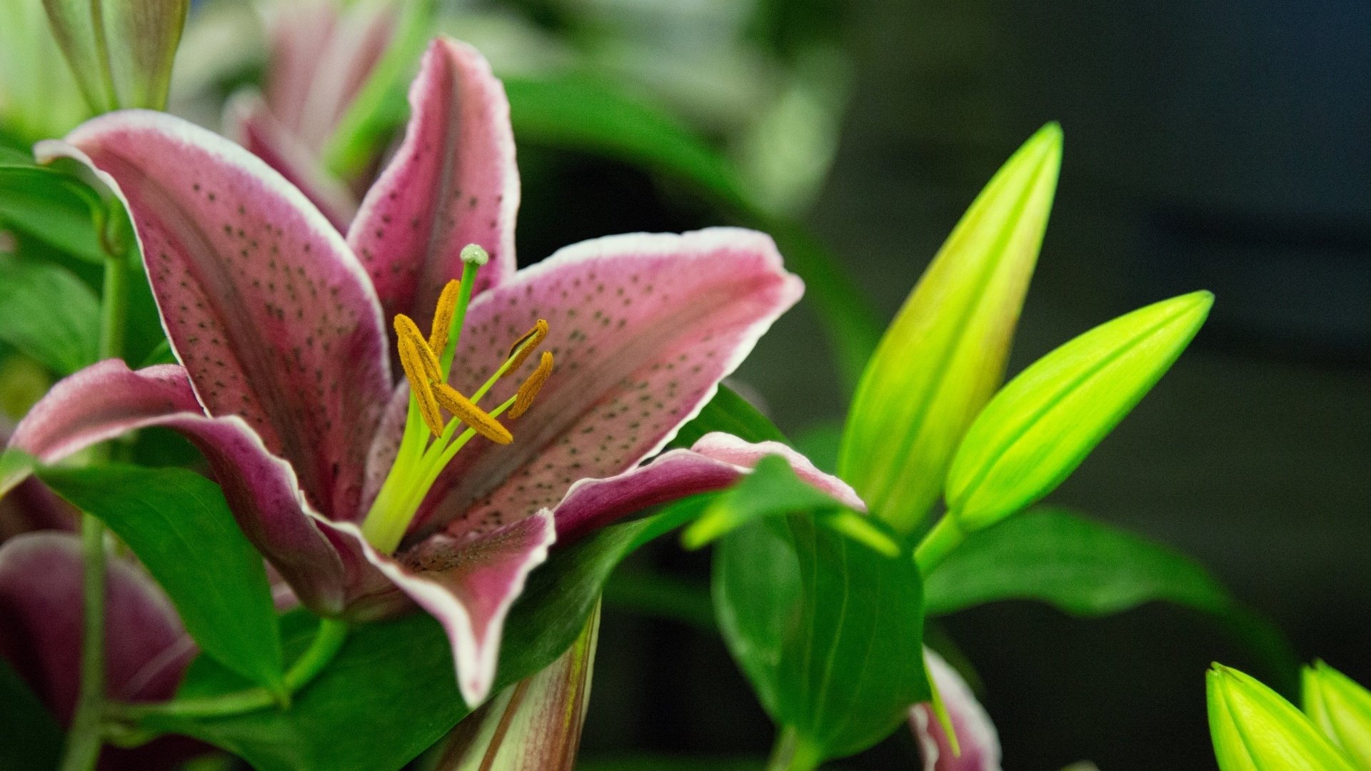 植物 花卉 百合花