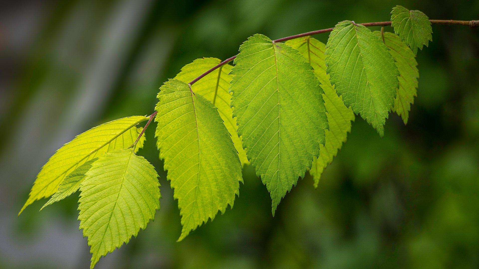 护眼壁纸 树叶 绿叶